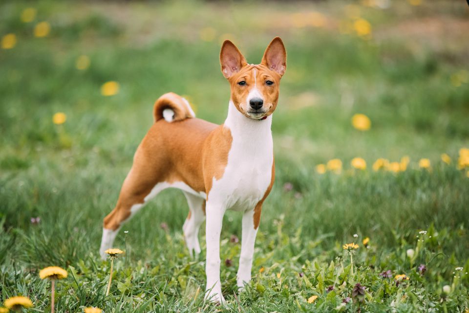 A red and white Basenji dog standing up straight with a curled tail and perked ears in a field of grass and dandelions.