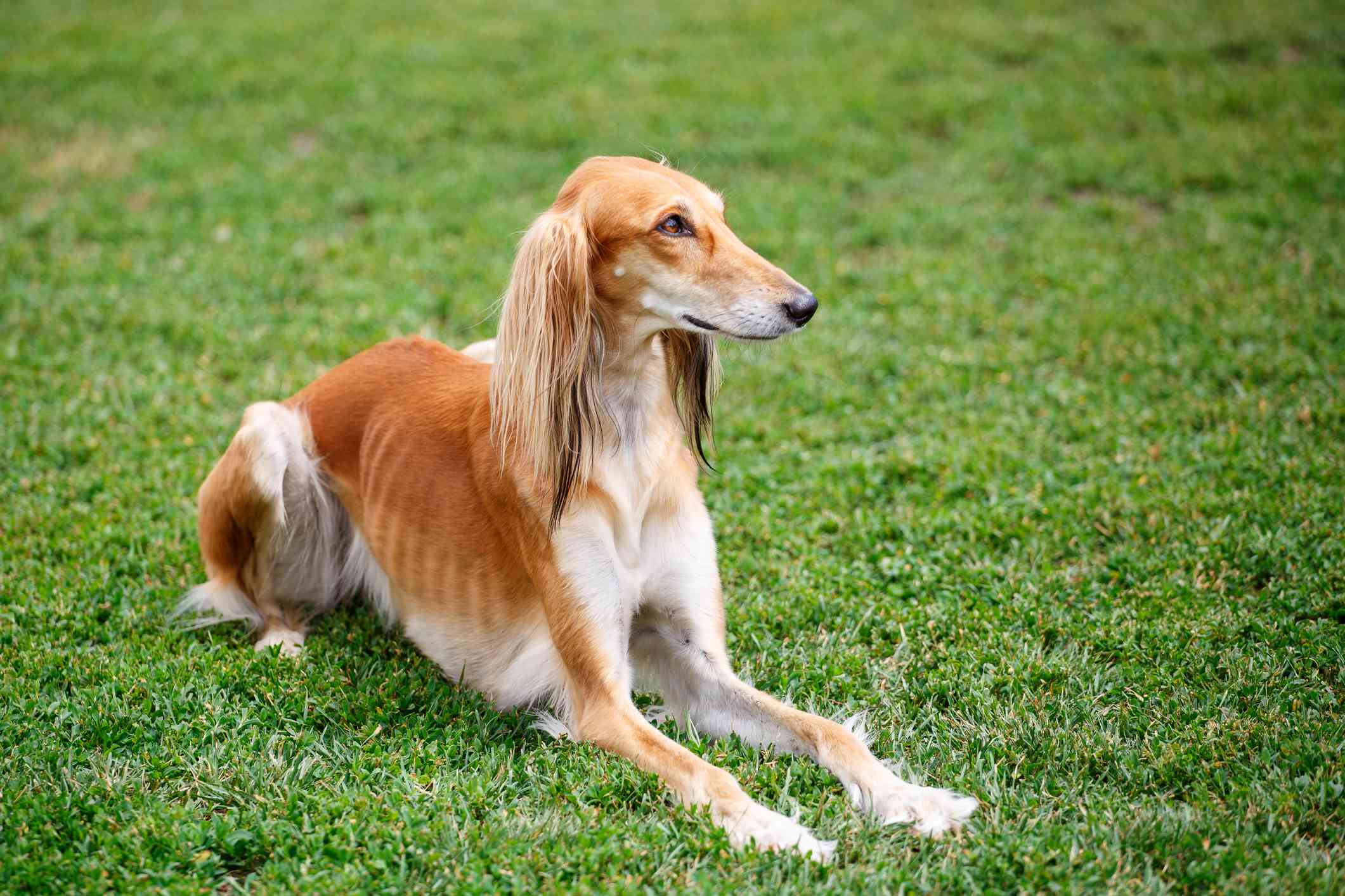 A fawn-colored Saluki dog laying in the grass and looking away from the camera.
