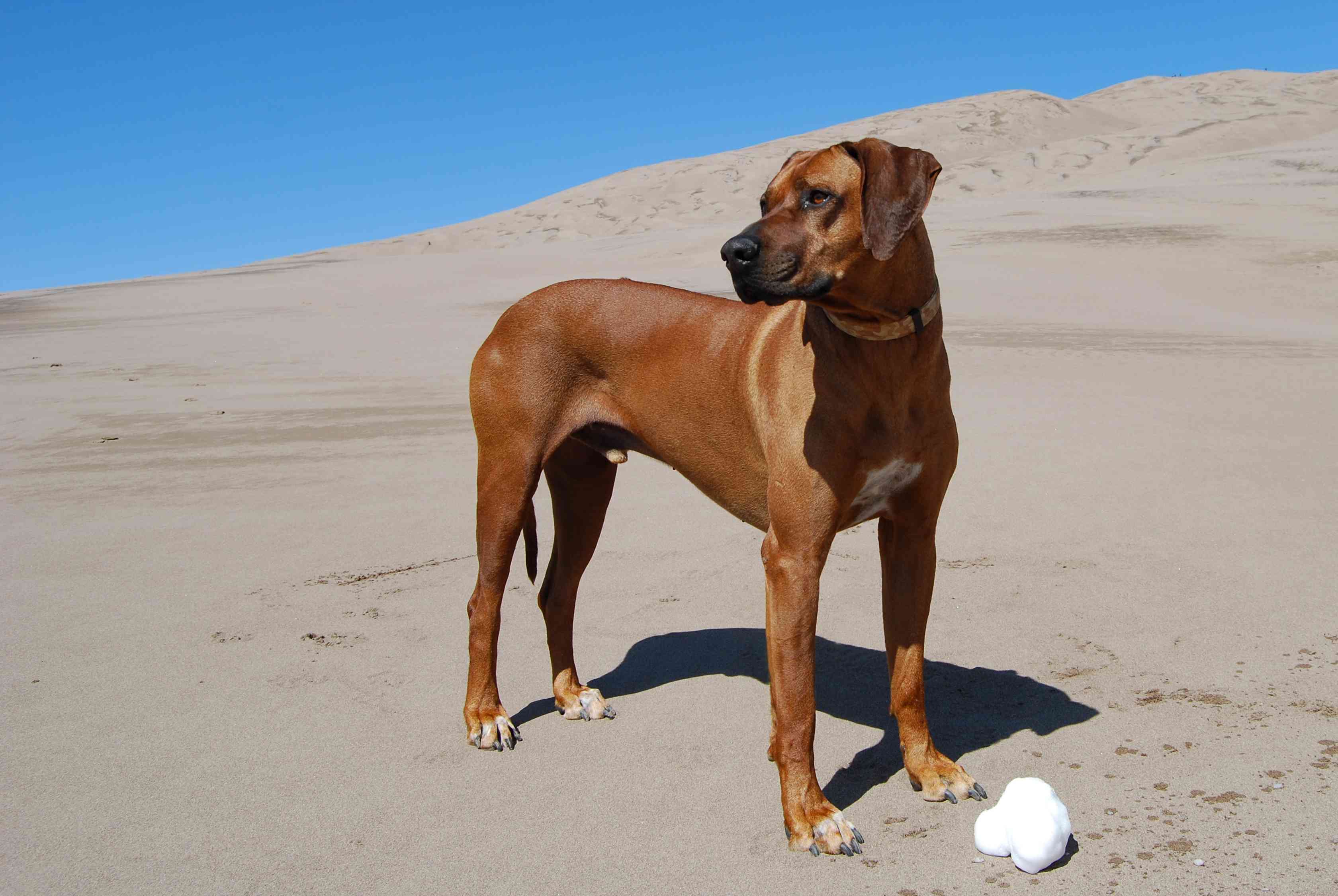 An elegant, brown Rodhesian Ridgeback standing tall on a sand dune with blue sky in the background.