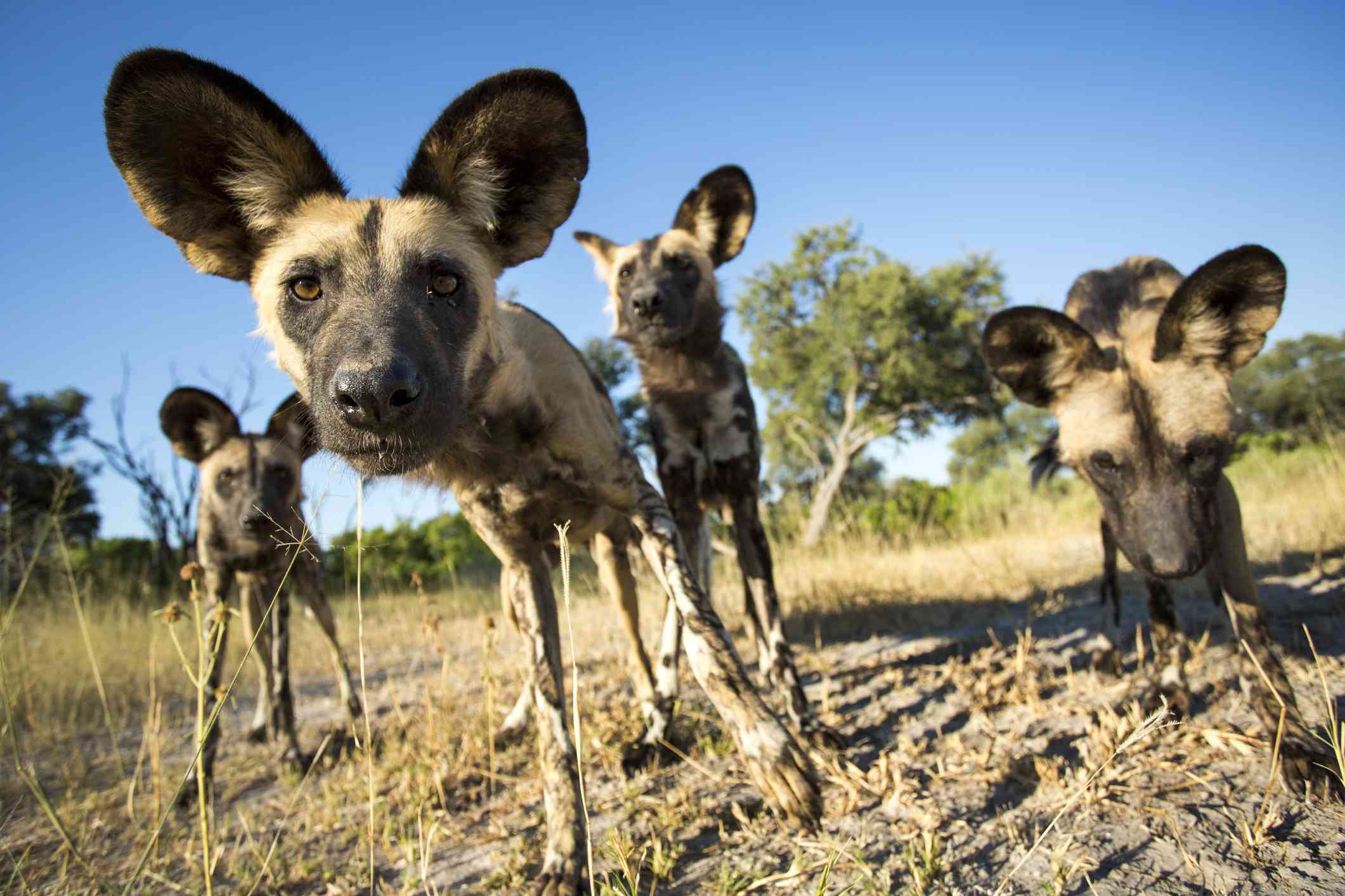 Spotted wild dogs with large round ears looking close at the camera.