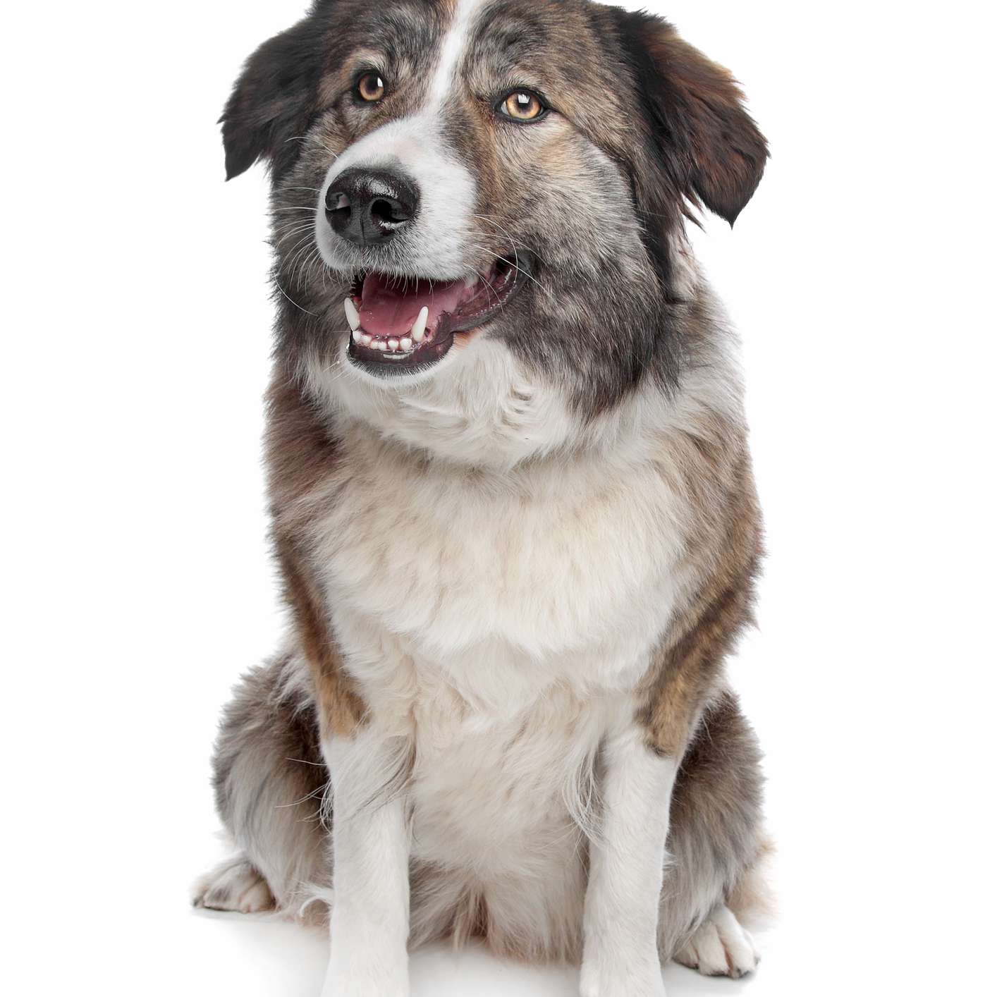 Aidi dog with white markings sitting with its mouth open in front of a white background.