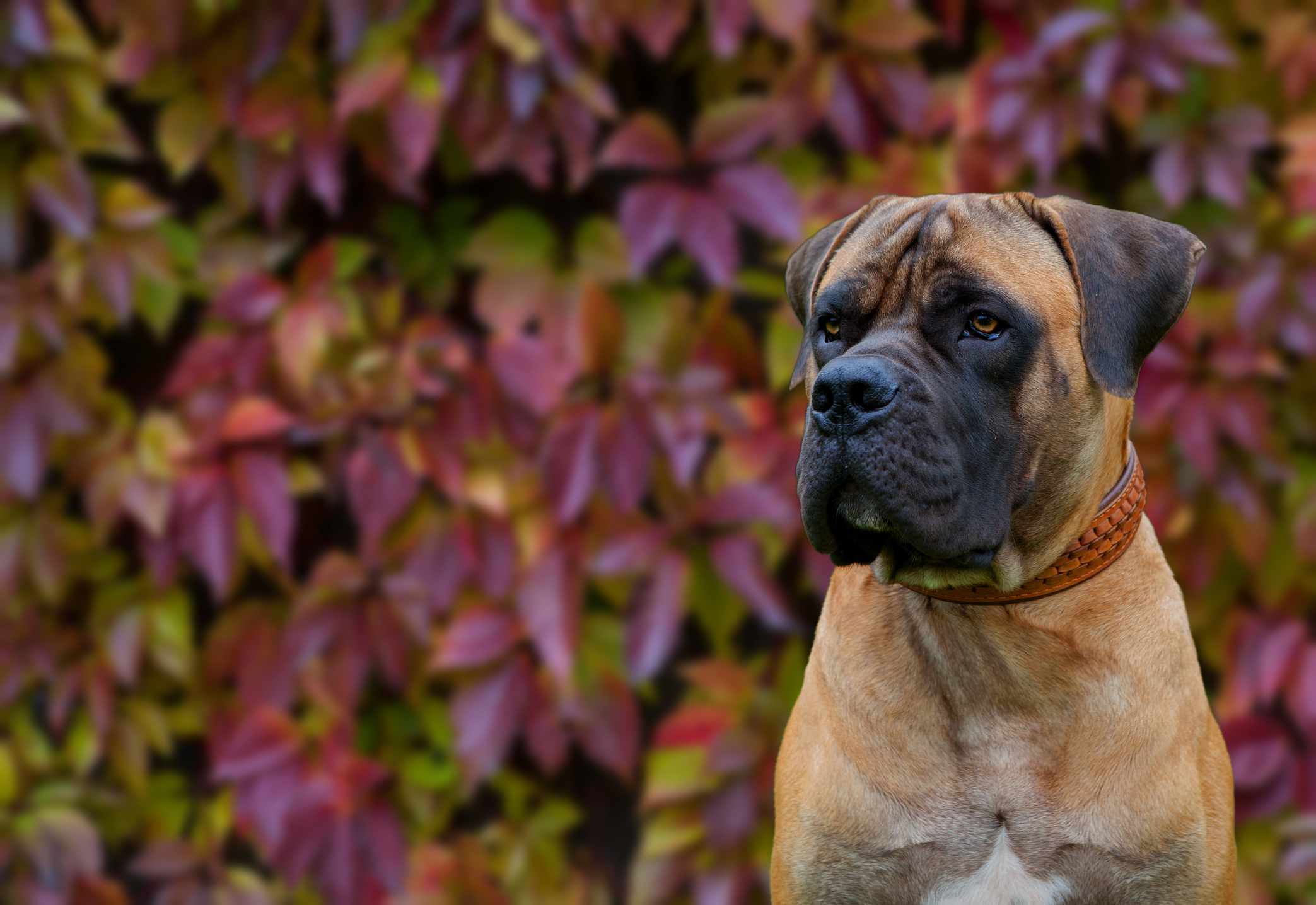 A large dog, resembling a mastiff, looking away from the camera in front of leaves.