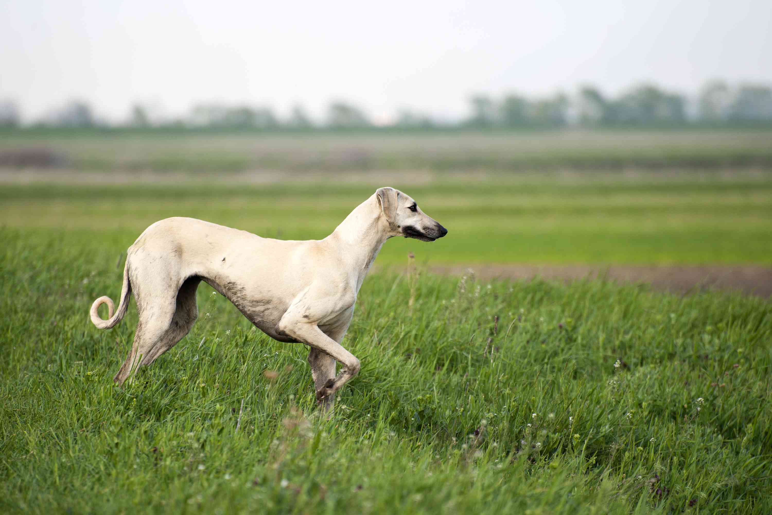 A sand-colored dog with a thin body and curled tail standing in the grass ready to run.