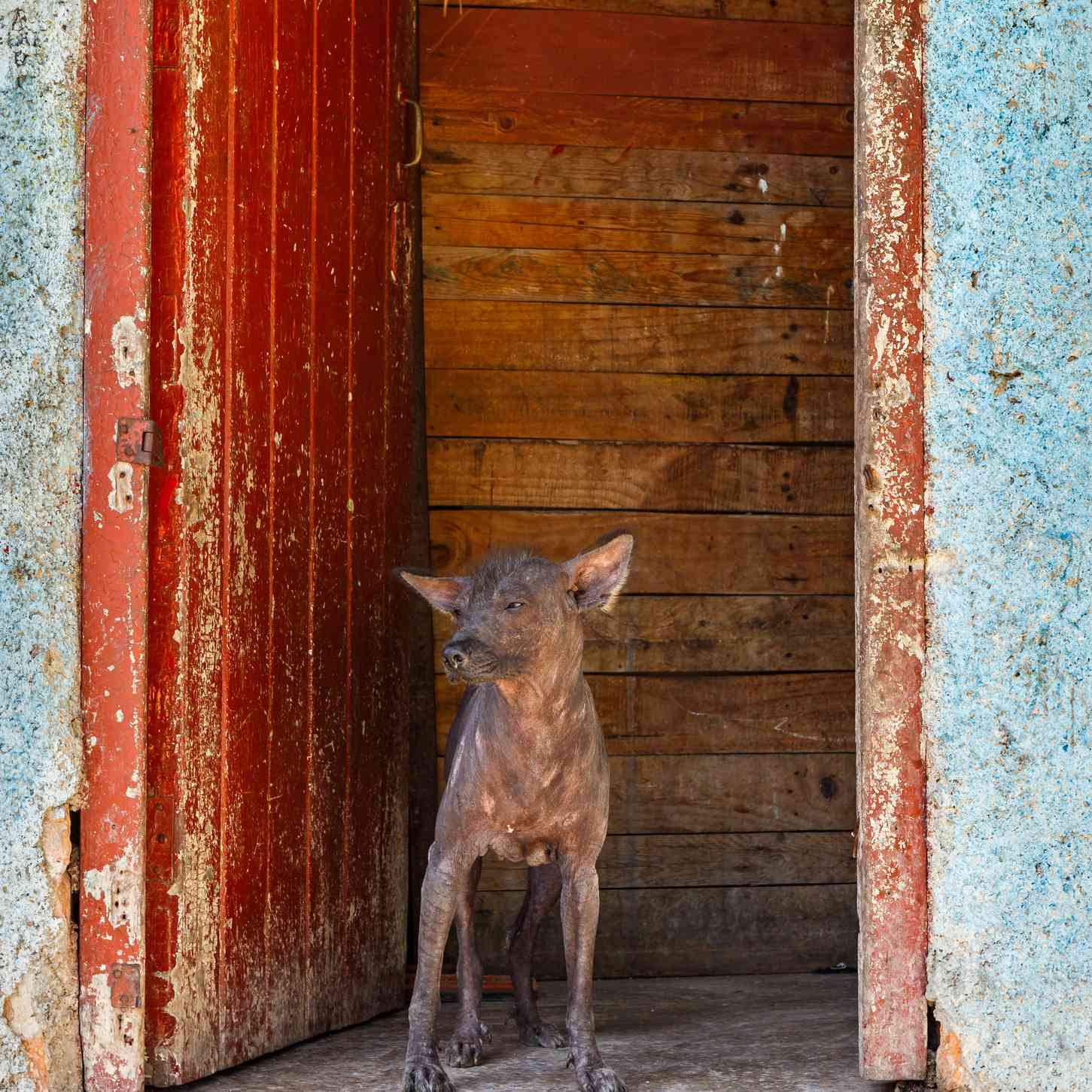 A small hairless dog standing on a cement step in front of a wooden door.
