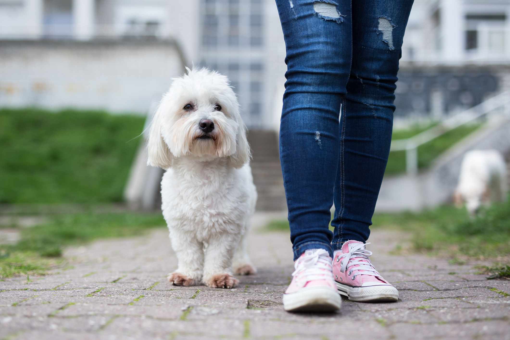 A person wearing jeans and converse walking next to a white, fluffy, small dog.