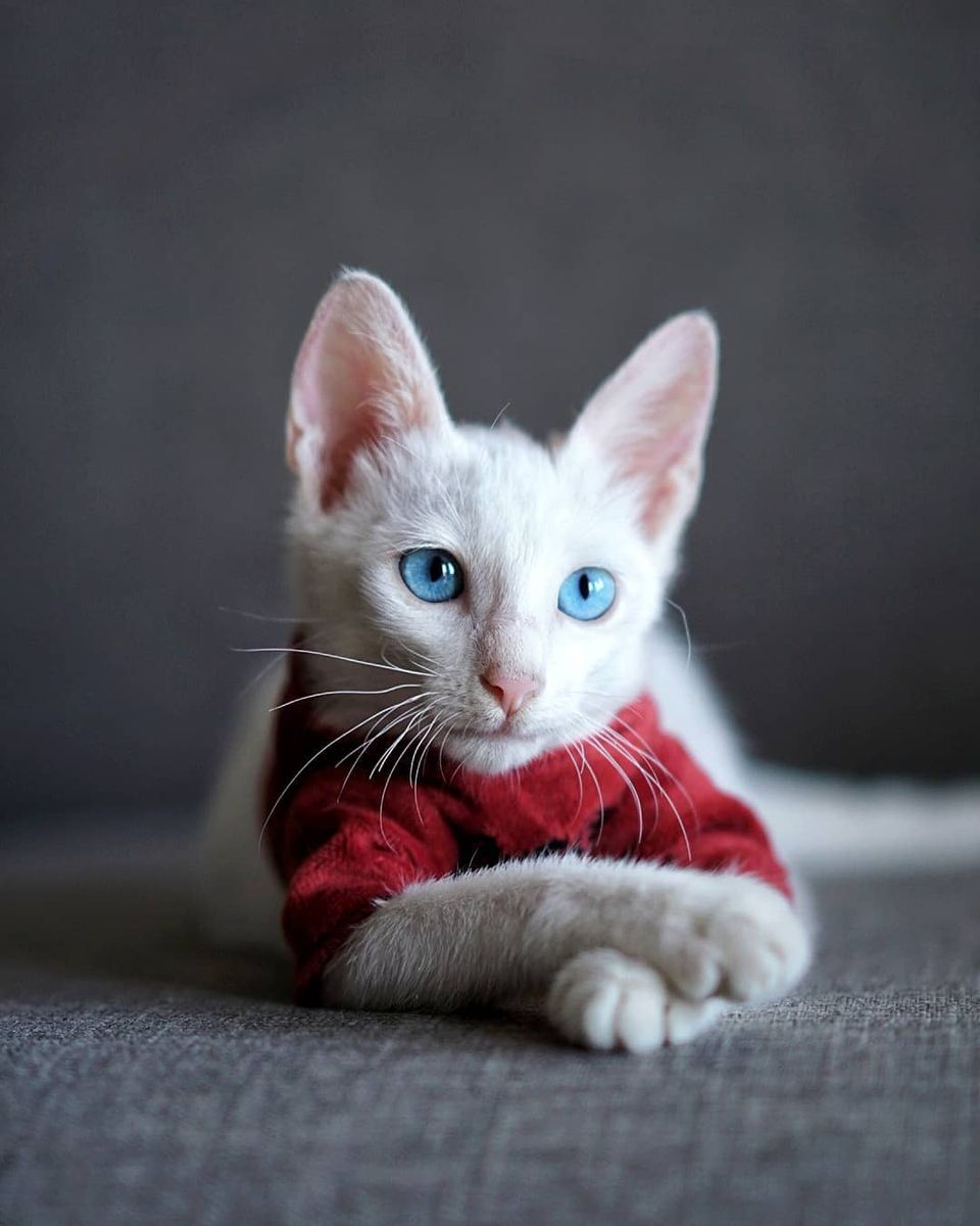 A portrait of an albino kitten.