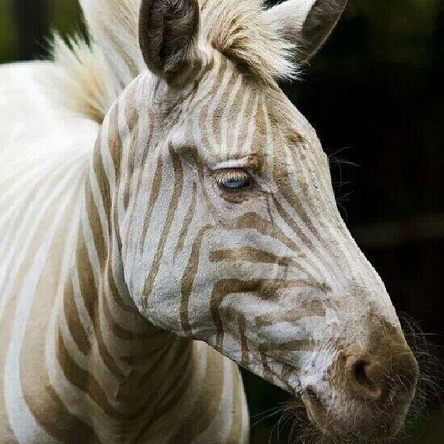 A close-up of a blonde zebra.