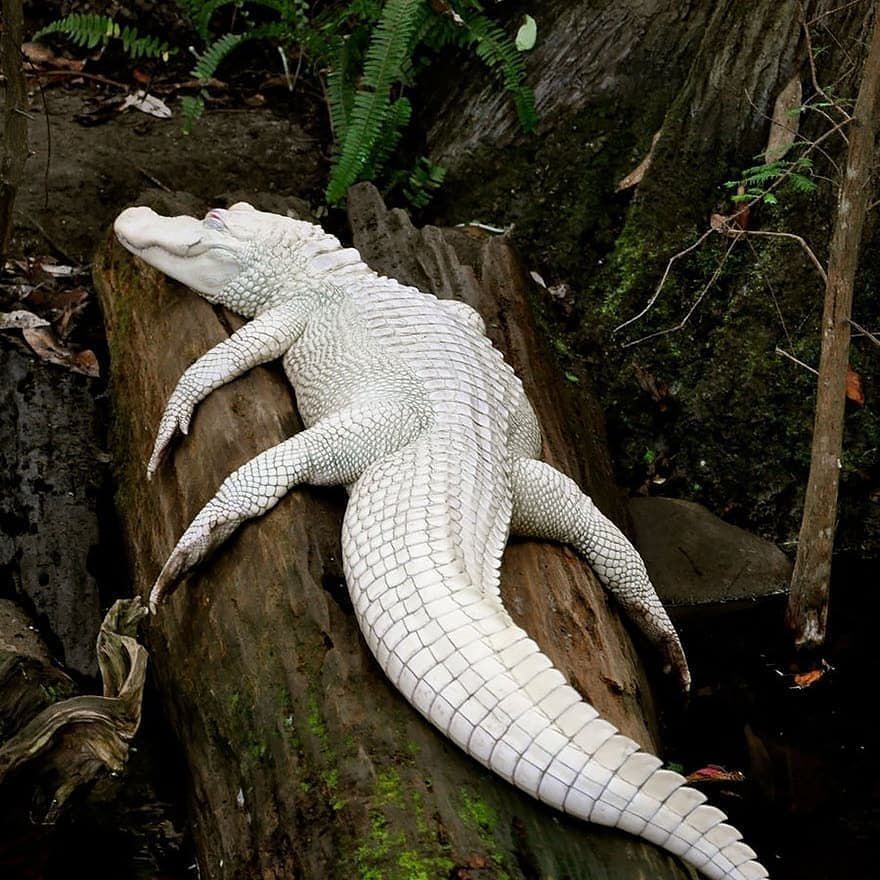 An albino alligator lounging on a log.