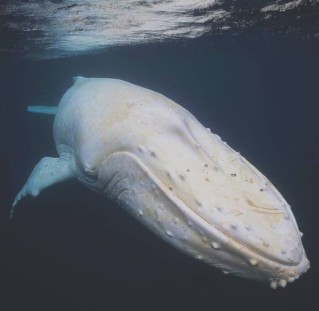 An albino whale underwater.