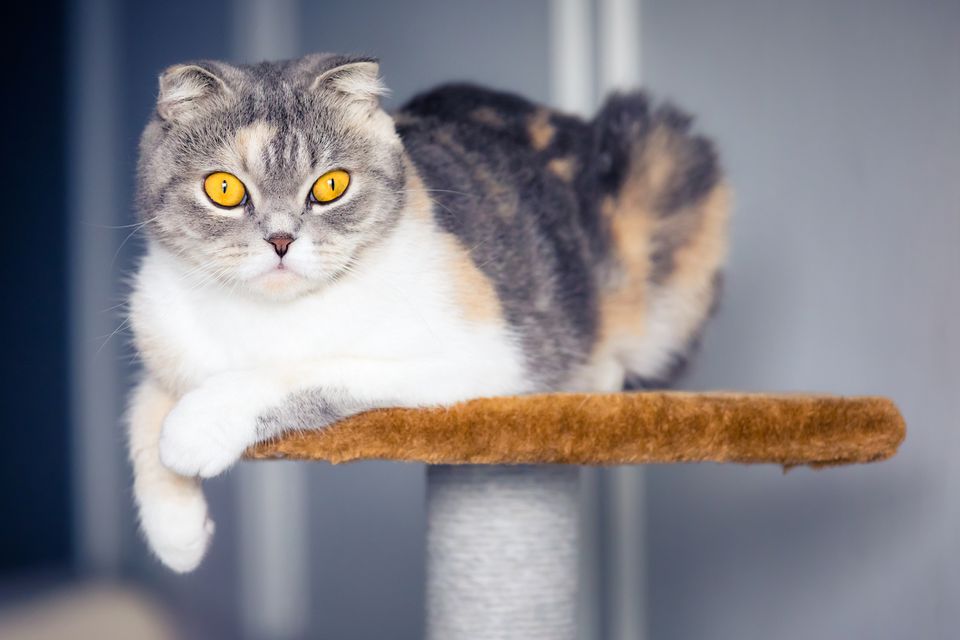 A cat sitting on a cat tree and looking into the camera.