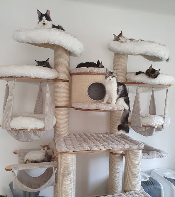 Multiple cats lounging in a large cat tree.