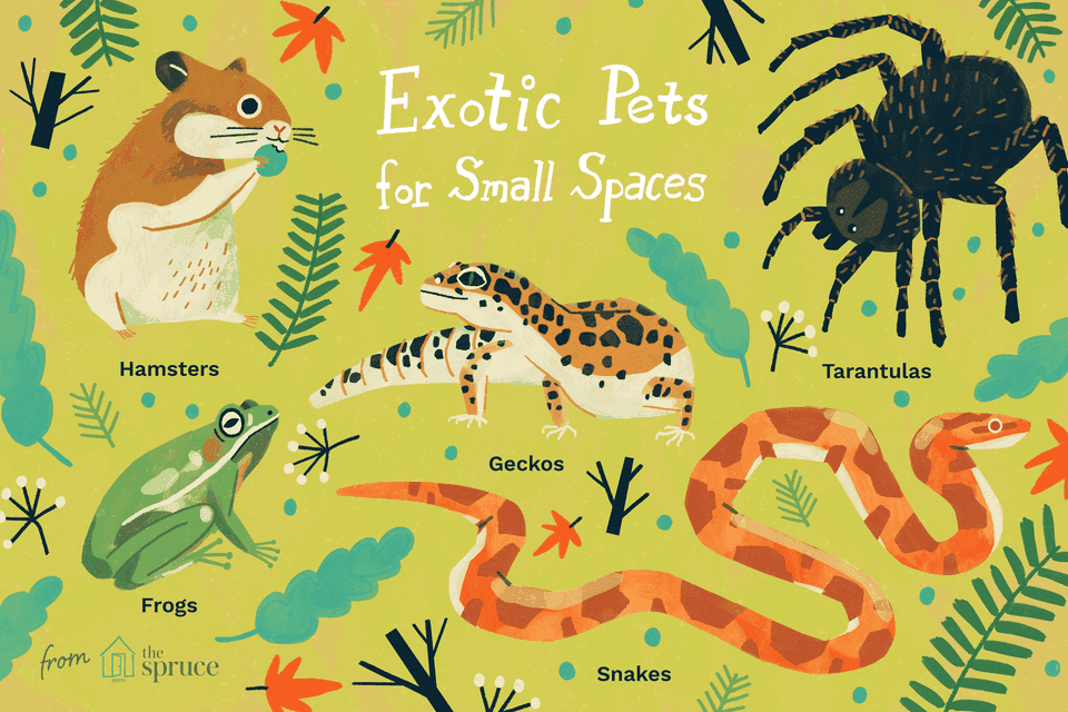 illustration of the best exotic pets for small spaces