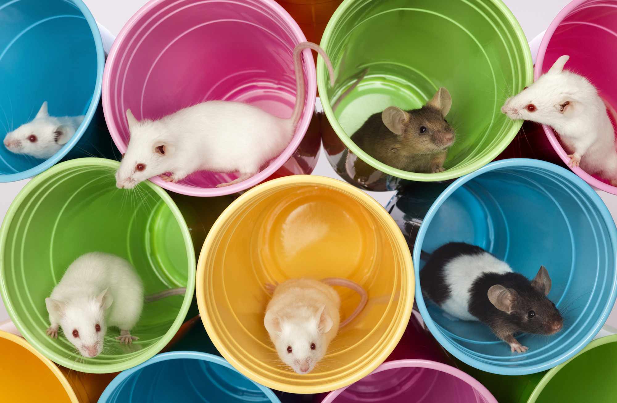 Mice sitting in colorful cups