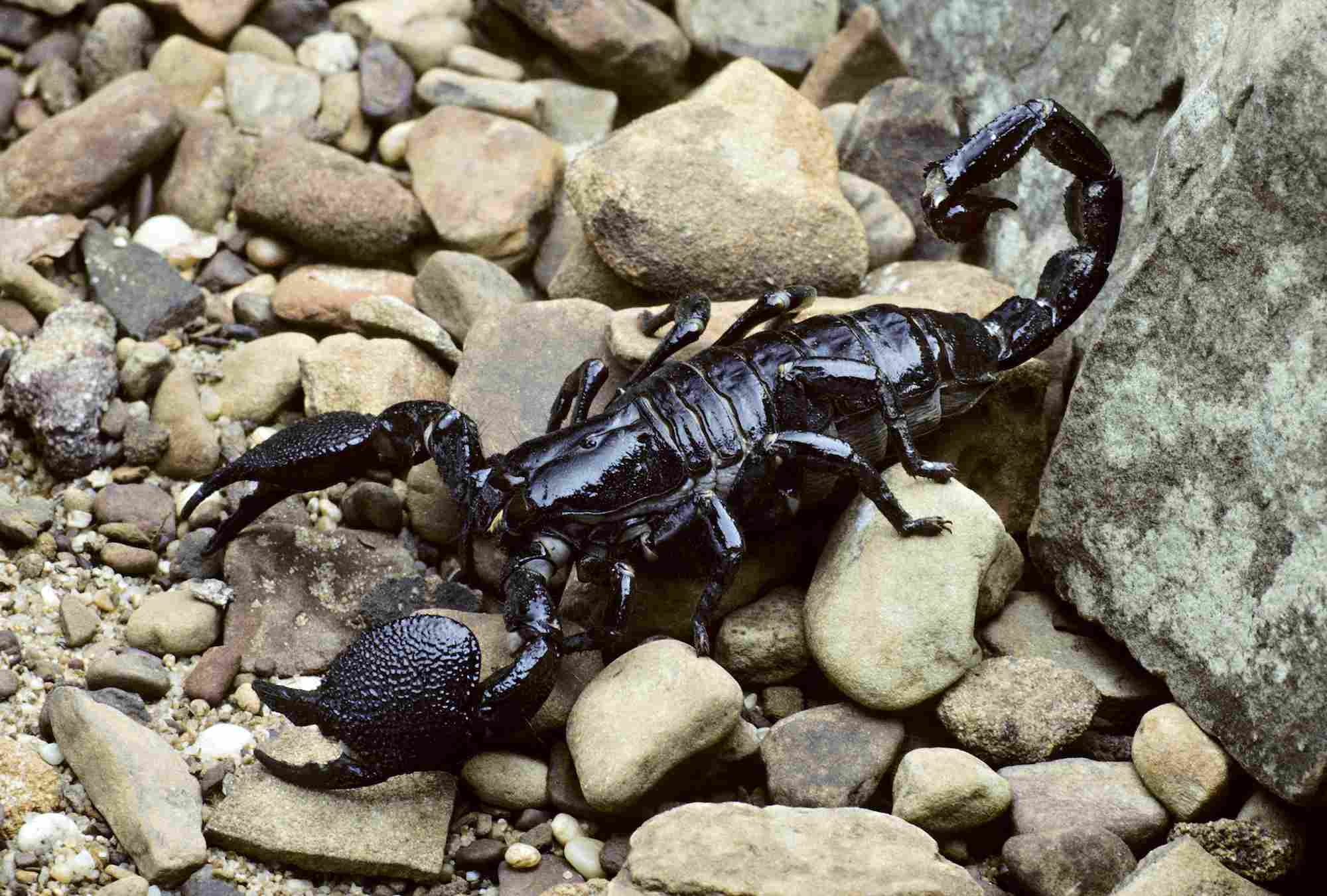 Emperor scorpion on rocks
