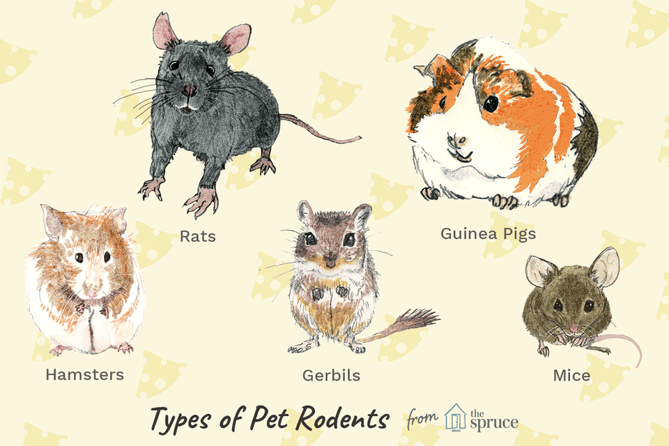 Illustration of types of pet rodents