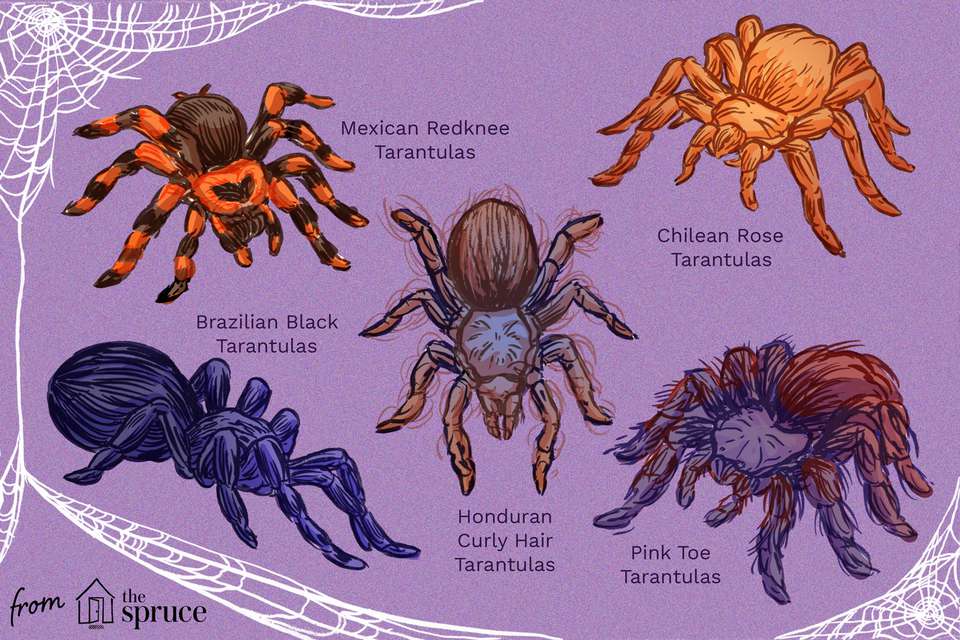 top tarantula species illustration