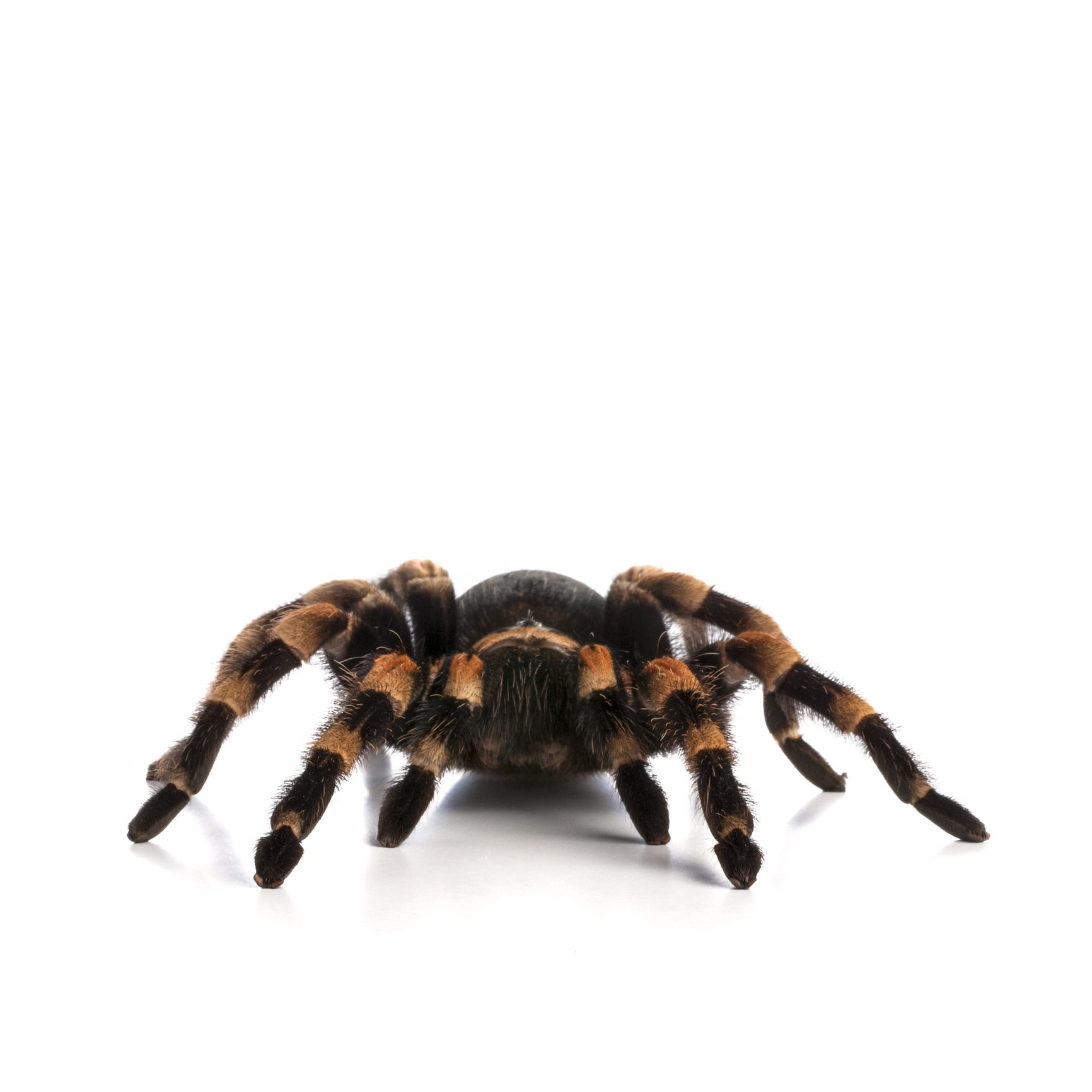 Mexican redknee tarantula on a white background