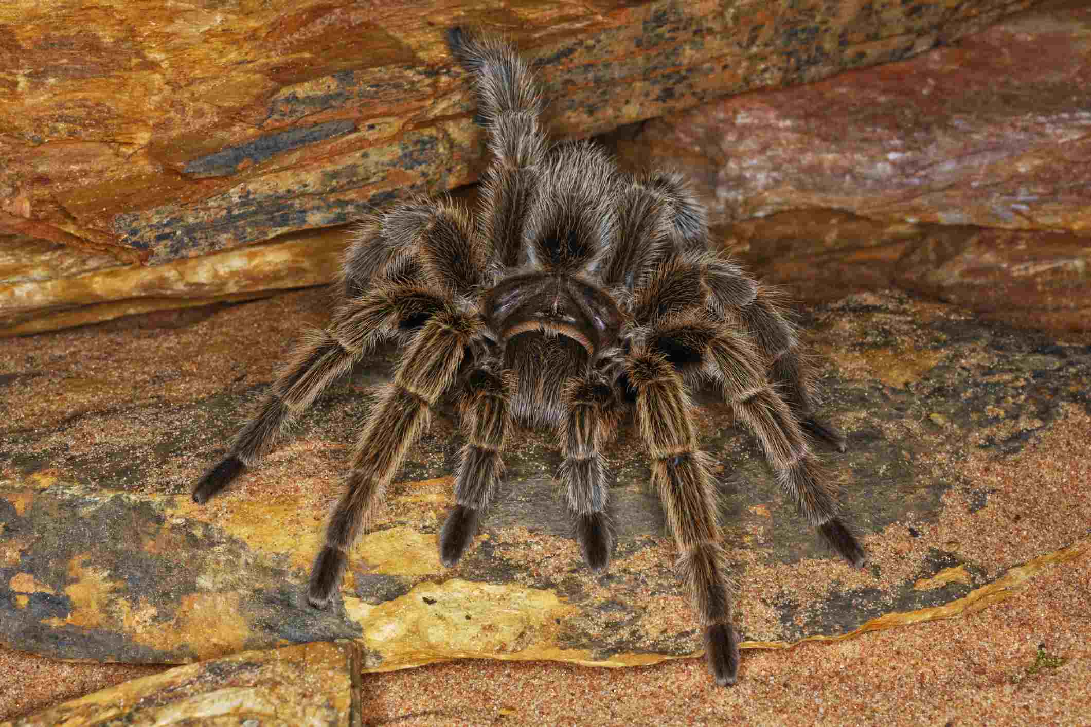 Chilean rose haired tarantula on red rocks and sand