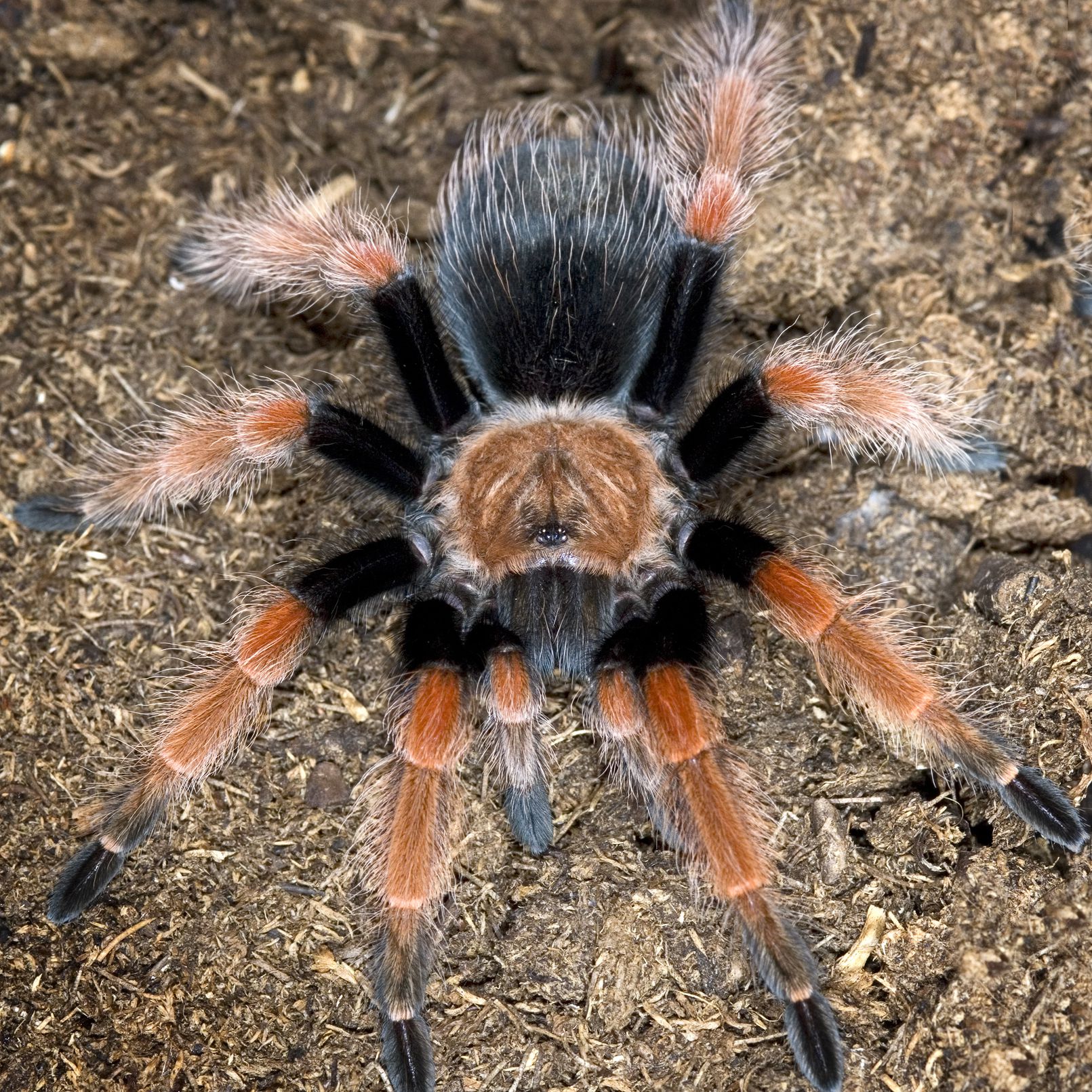 Mexican redleg tarantula on mulch