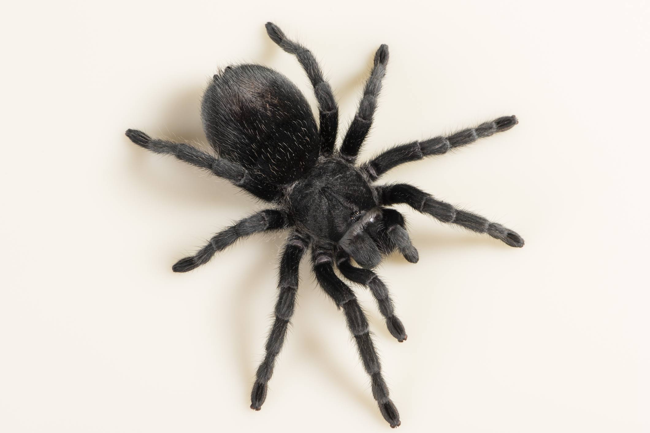 Brazilian black tarantula on a white background