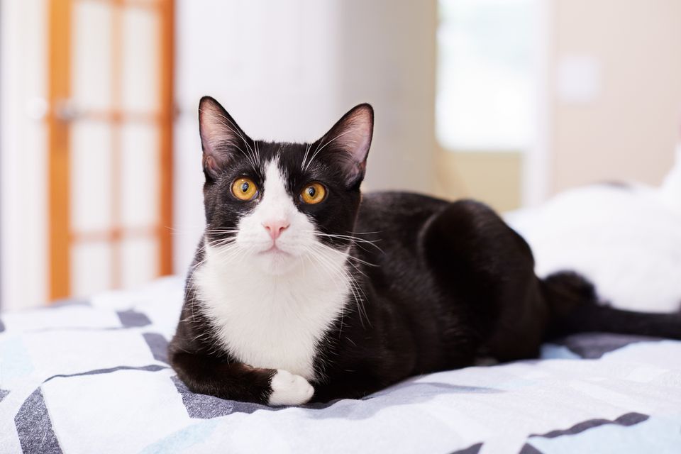 Black and white Domestic Shorthair lying on a bed