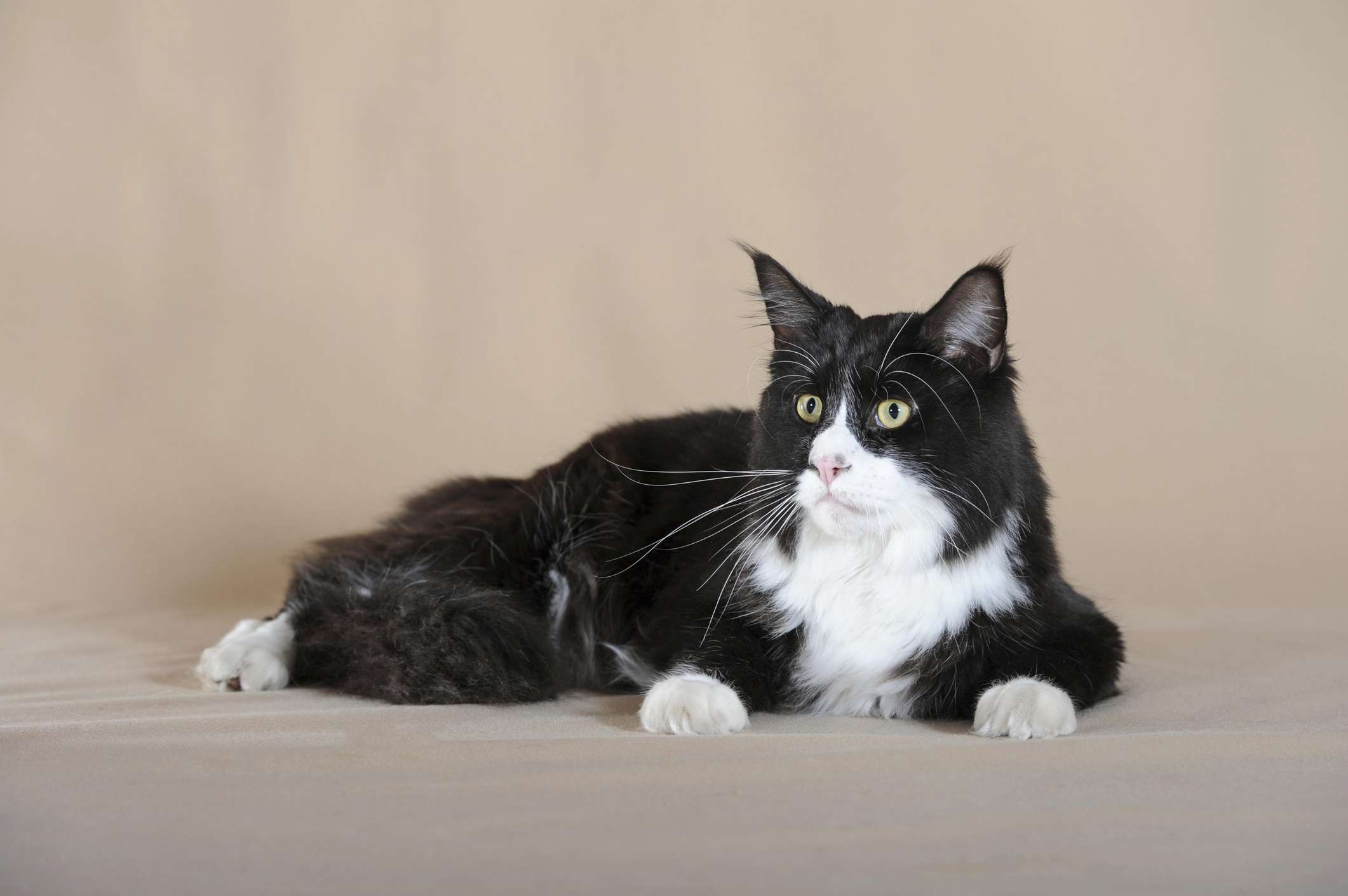 Black and white Maine Coon lying down with a beige background