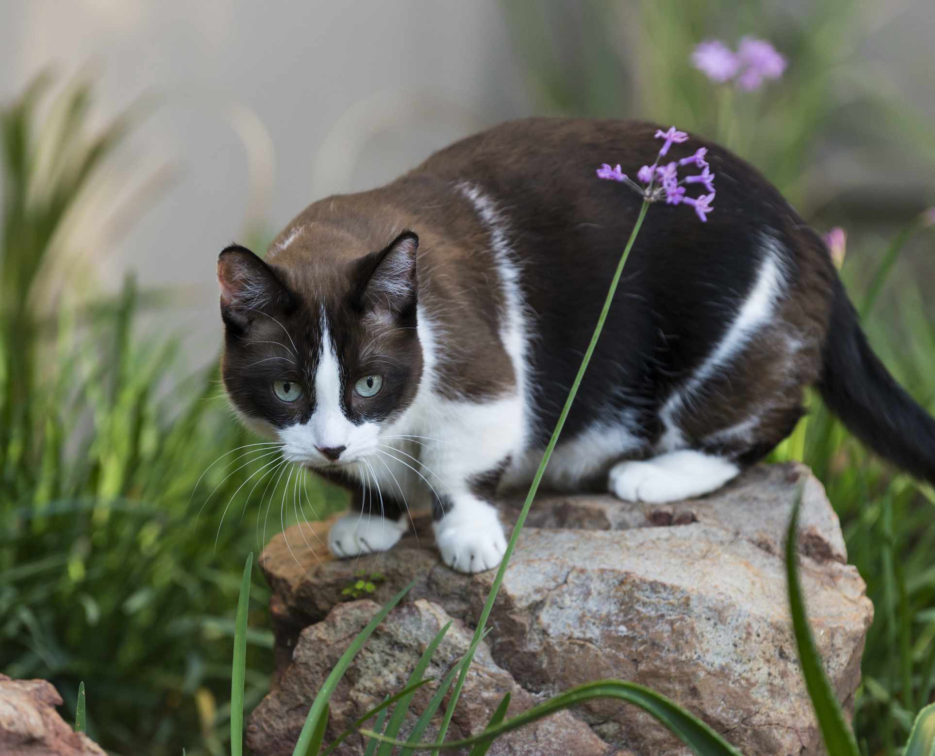 Black and white Munchkin cat on a rock in a garden