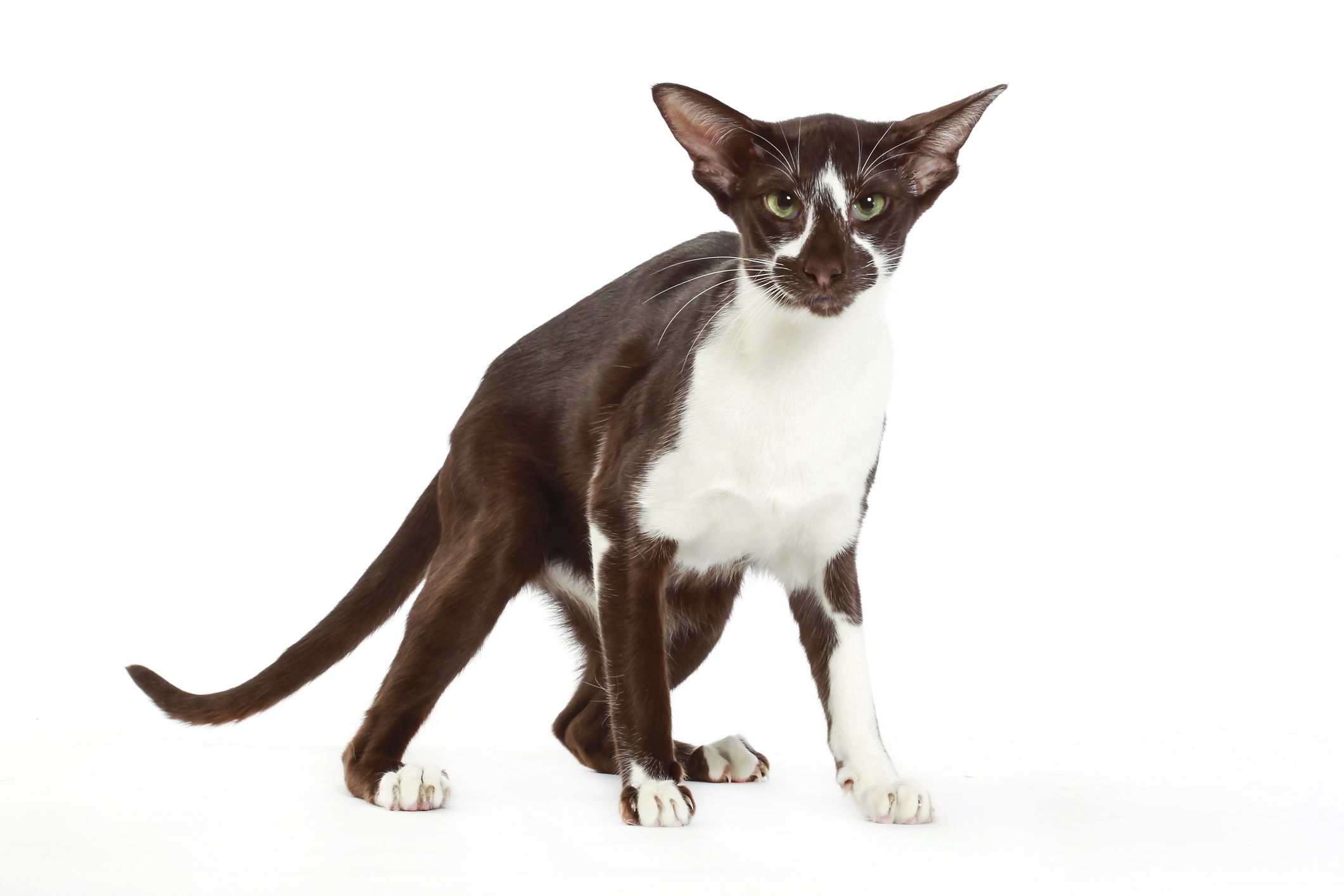 Black and white Oriental Shorthair standing on white backgrounf