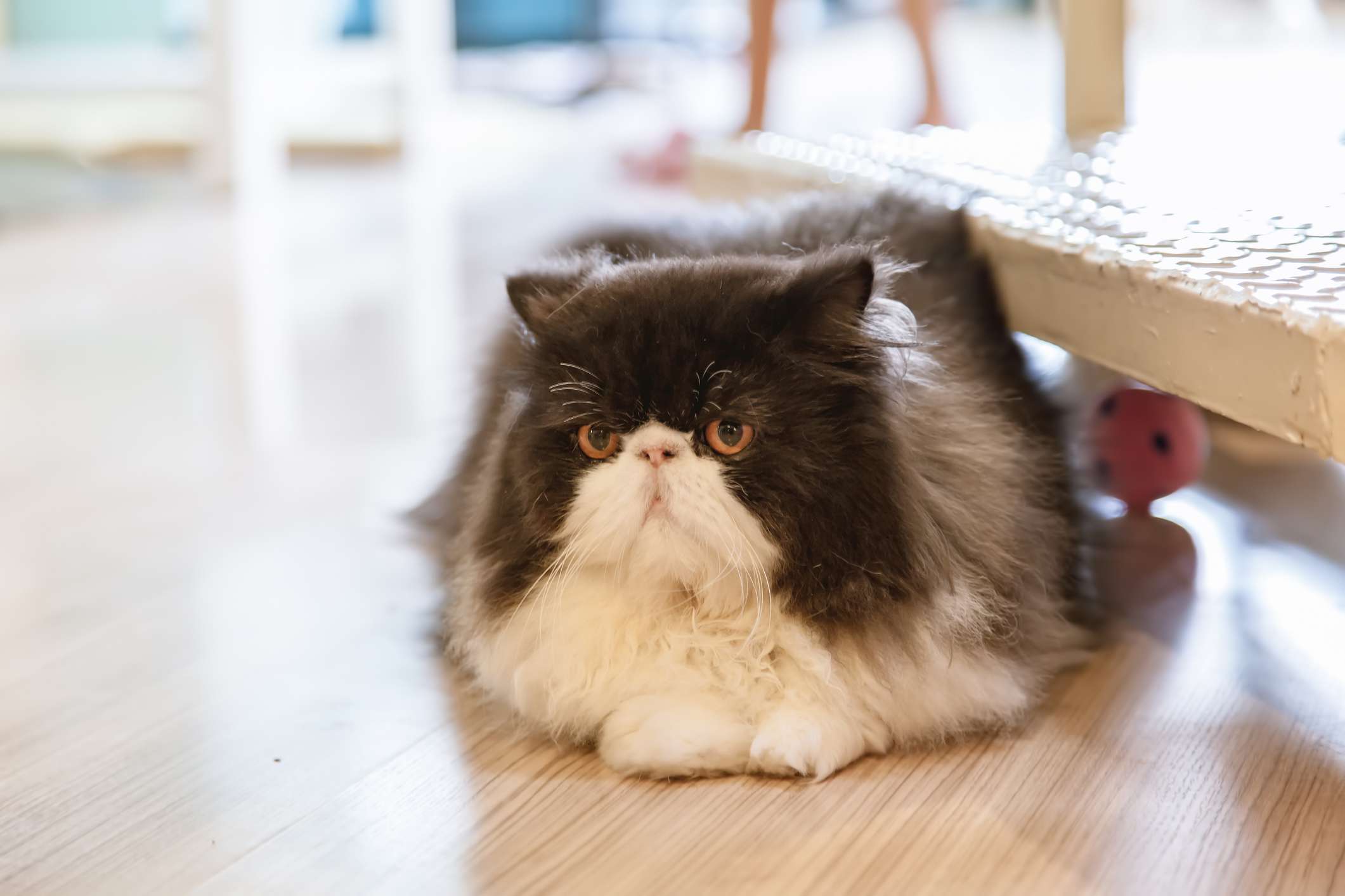 Black and white Persian cat lying on floor