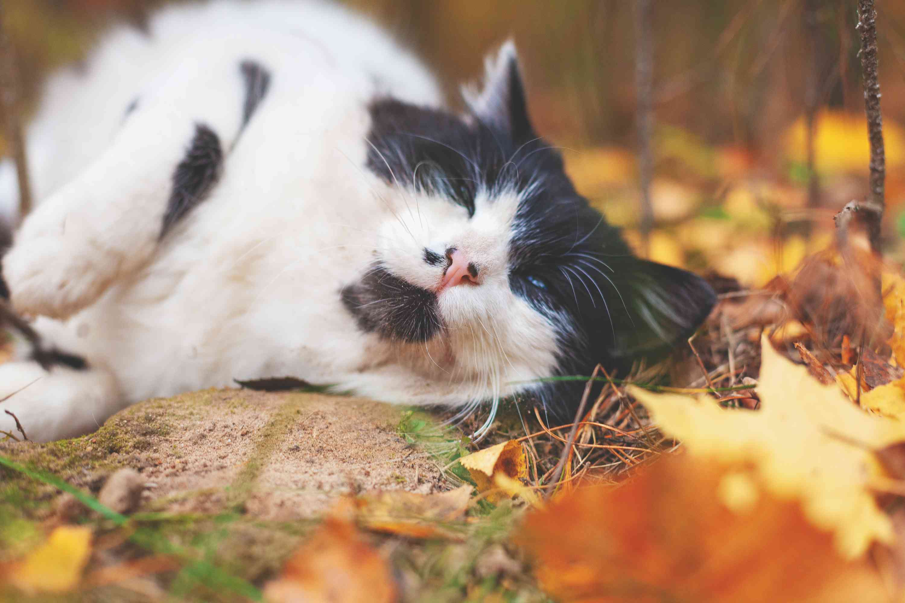 Black ad White Siberian Cat lying in leaves on the ground