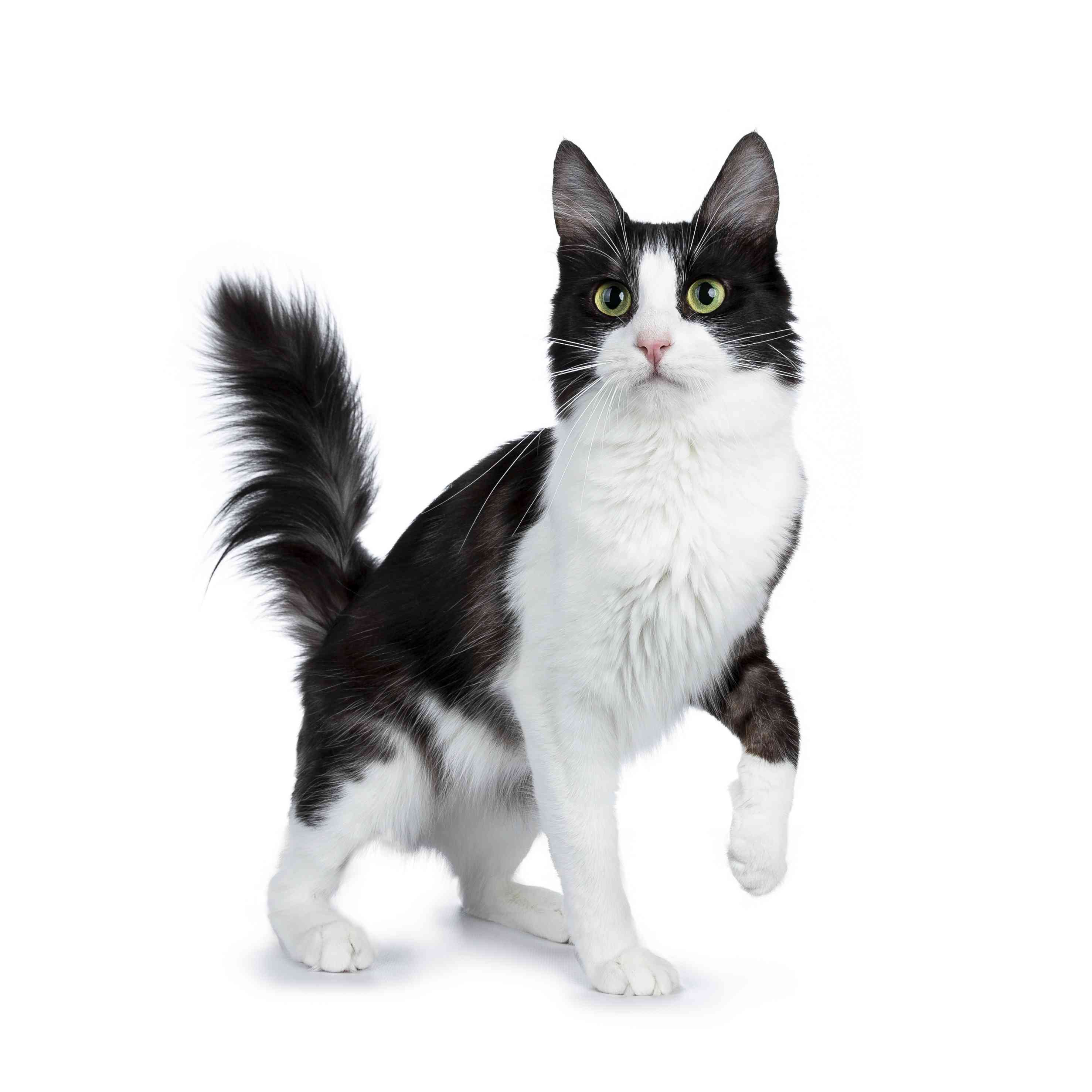 Black and White Turkish Angora standing in front of a white background