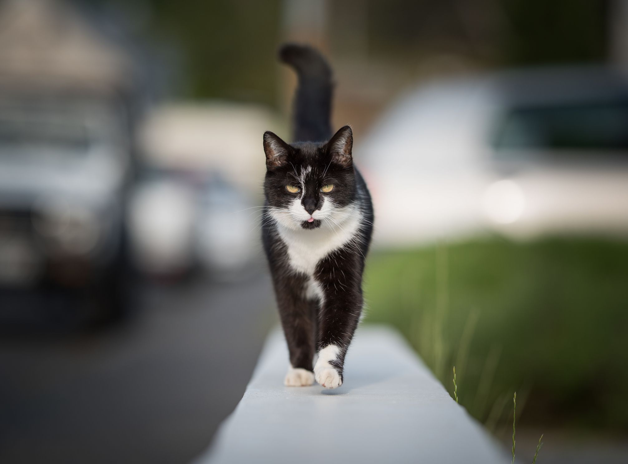 Black and white Domestic Shorthair walking along a wall