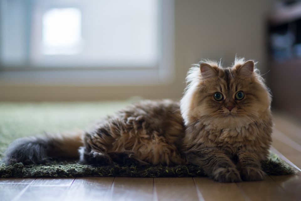 Brown persian cat laying on edge of green carpet