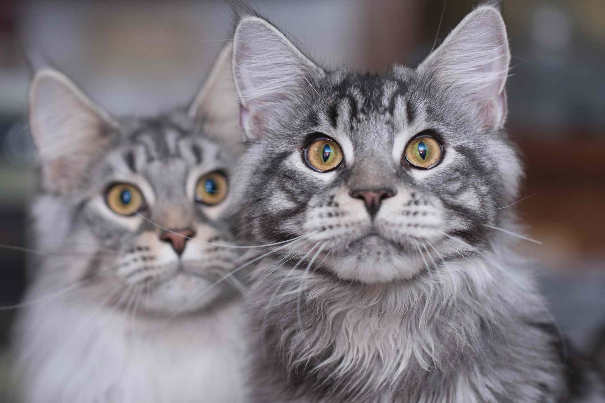 Two Maine Coon cats looking into the camera.