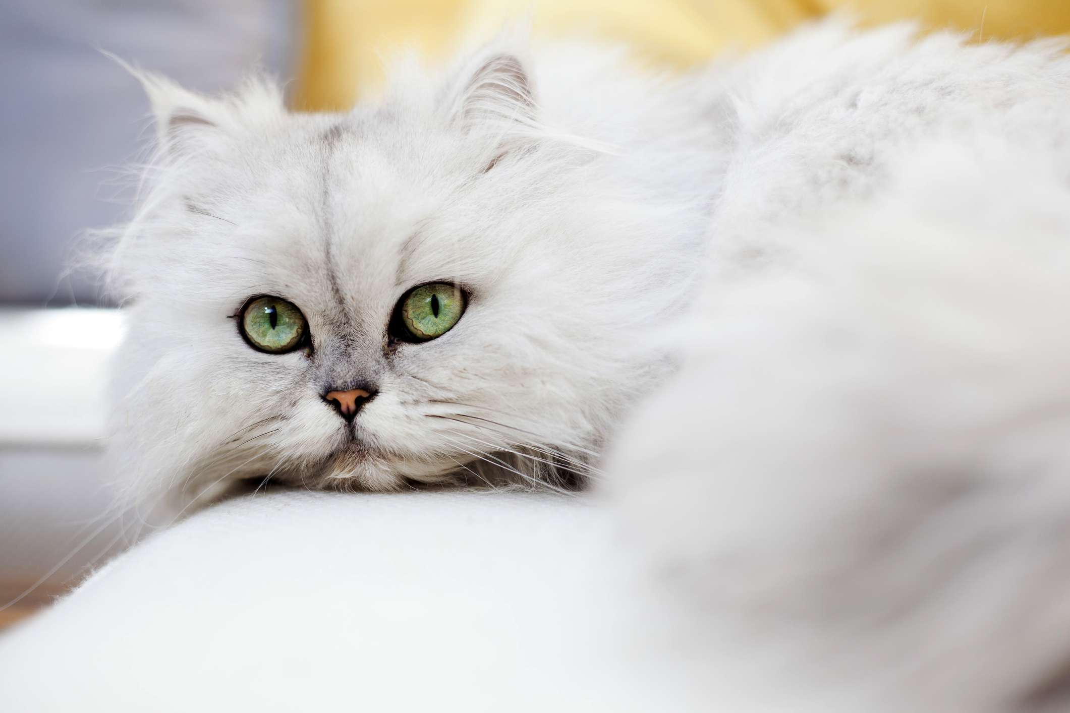 A white Persian cat with green eyes.