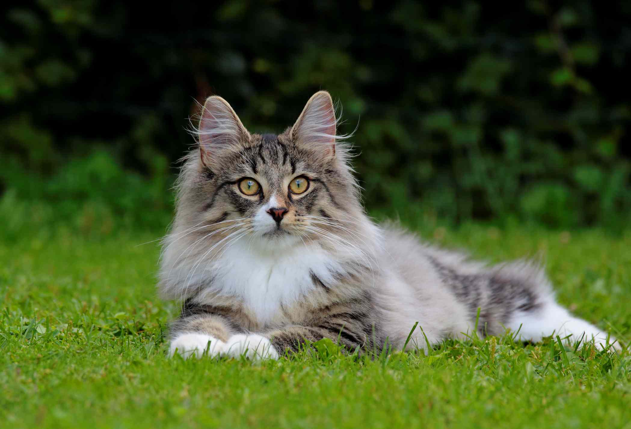 A Norwegian Forest cat outdoors.