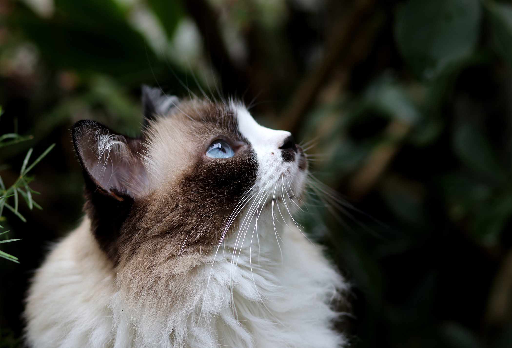A profile view of a Himalayan cat.