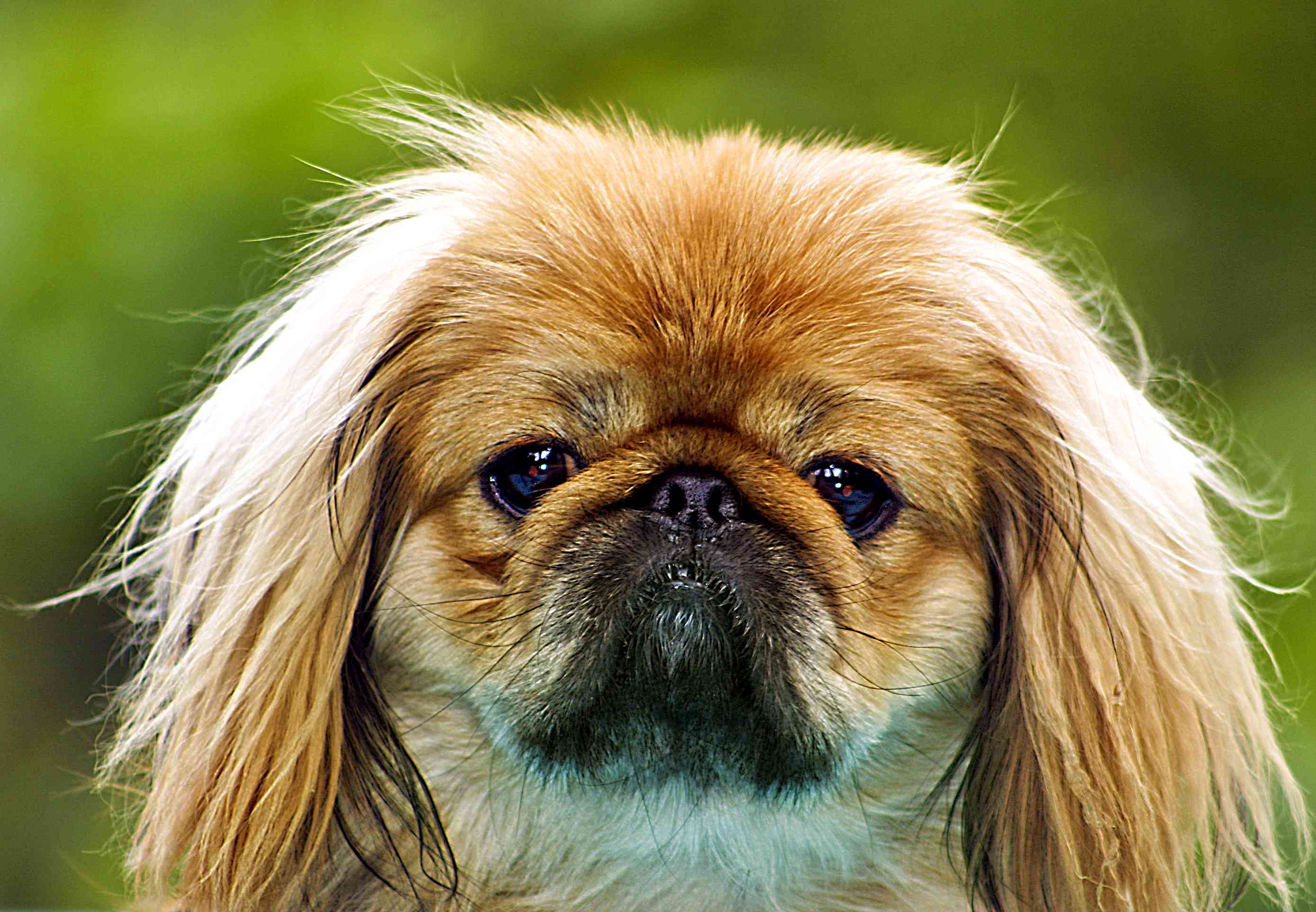 A Pekingese dog looking into the camera.