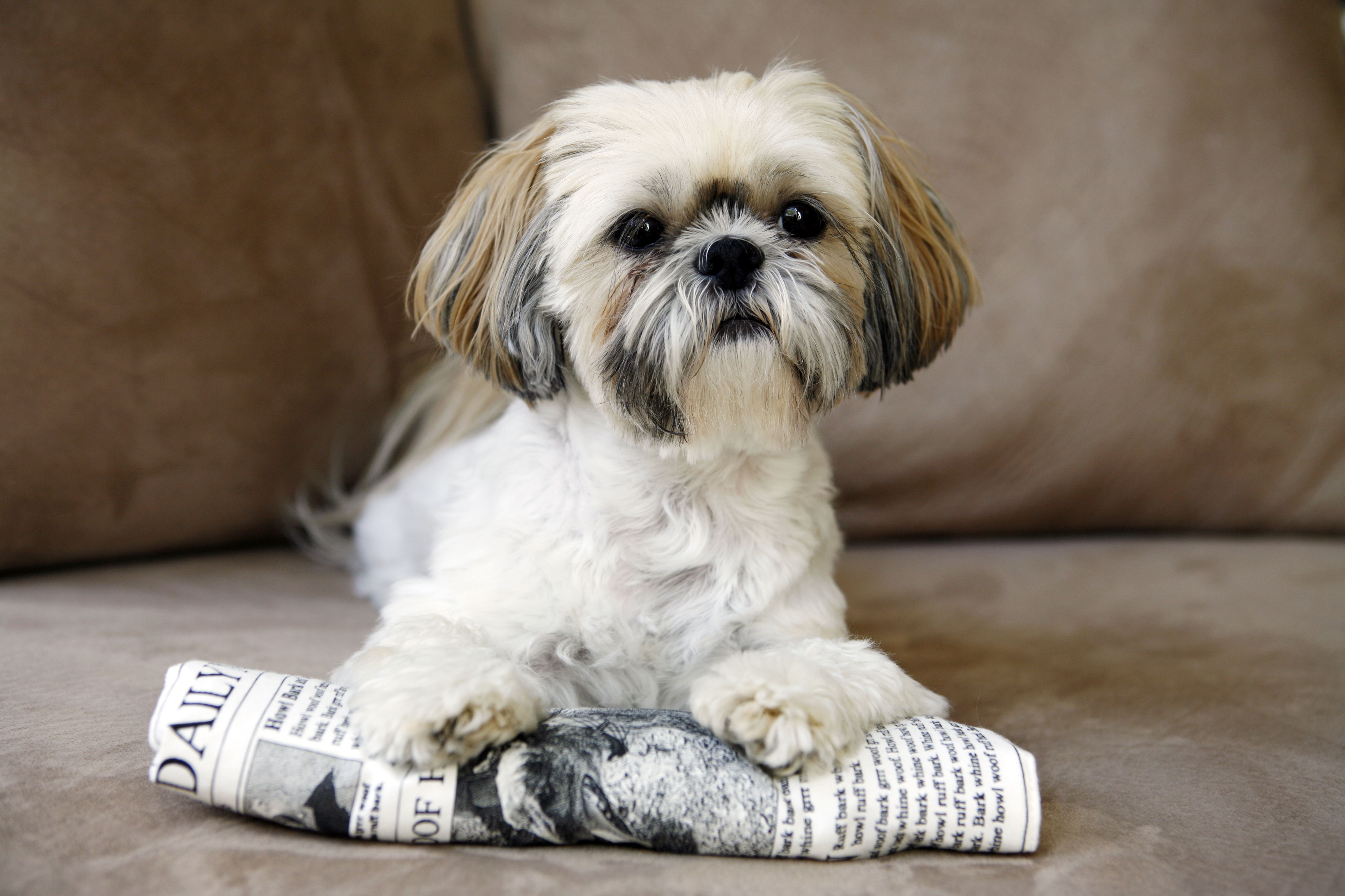 Shih tzu dog lying on a newspaper