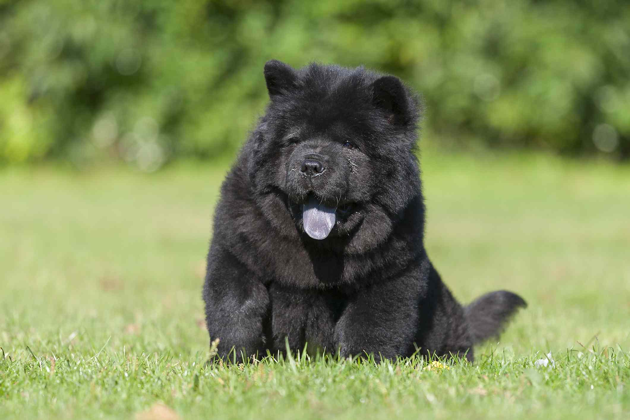 An adult Chow Chow sitting outdoors.