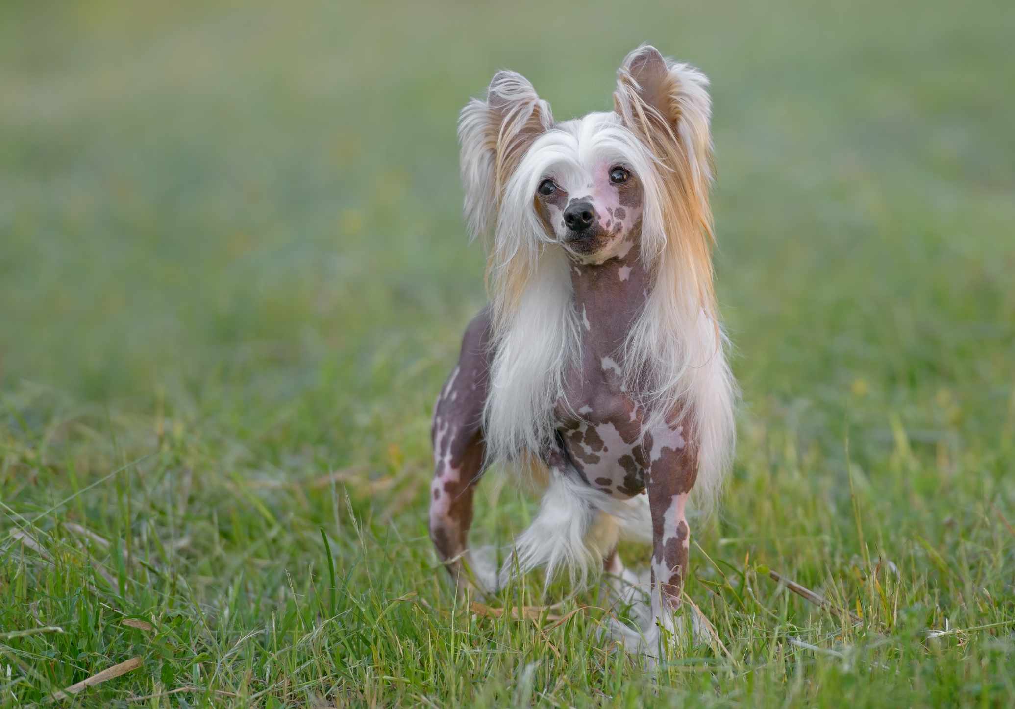 A Chinese Crested dog outdoors.