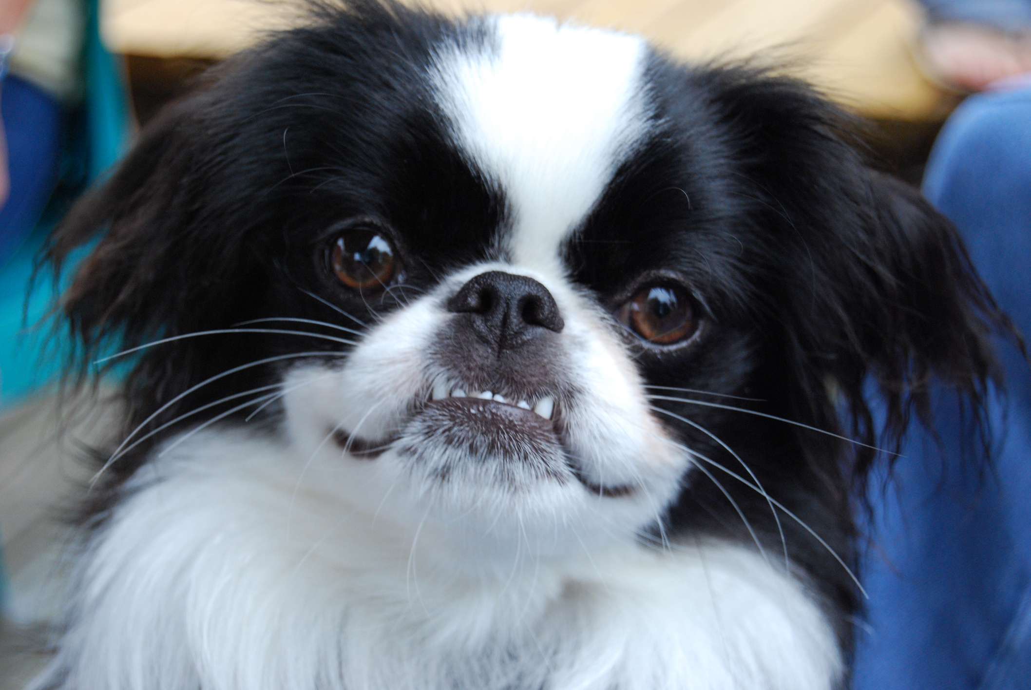 A Japanese Chin dog smiling.