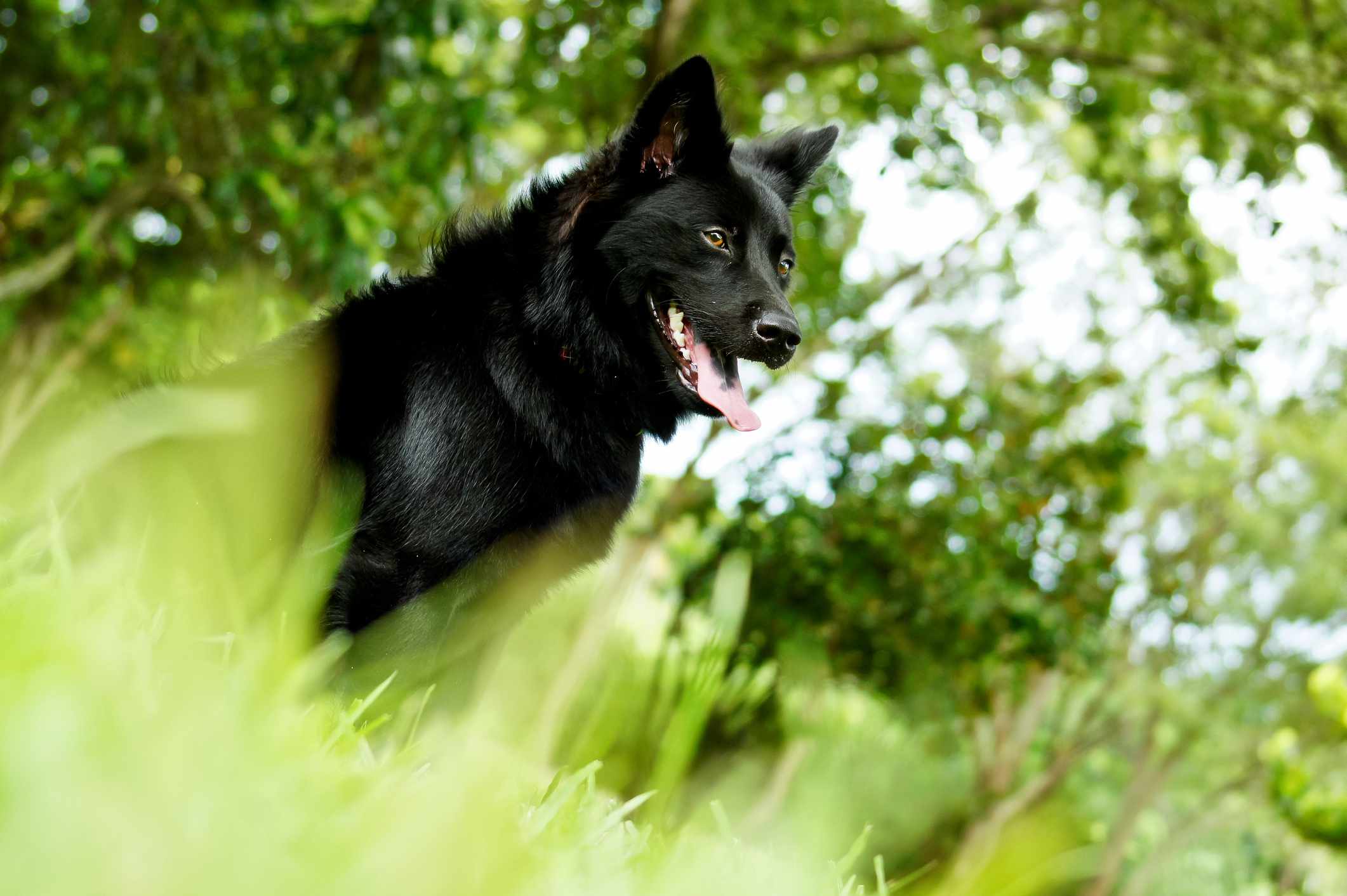 A Formosan Mountain Dog outdoors.