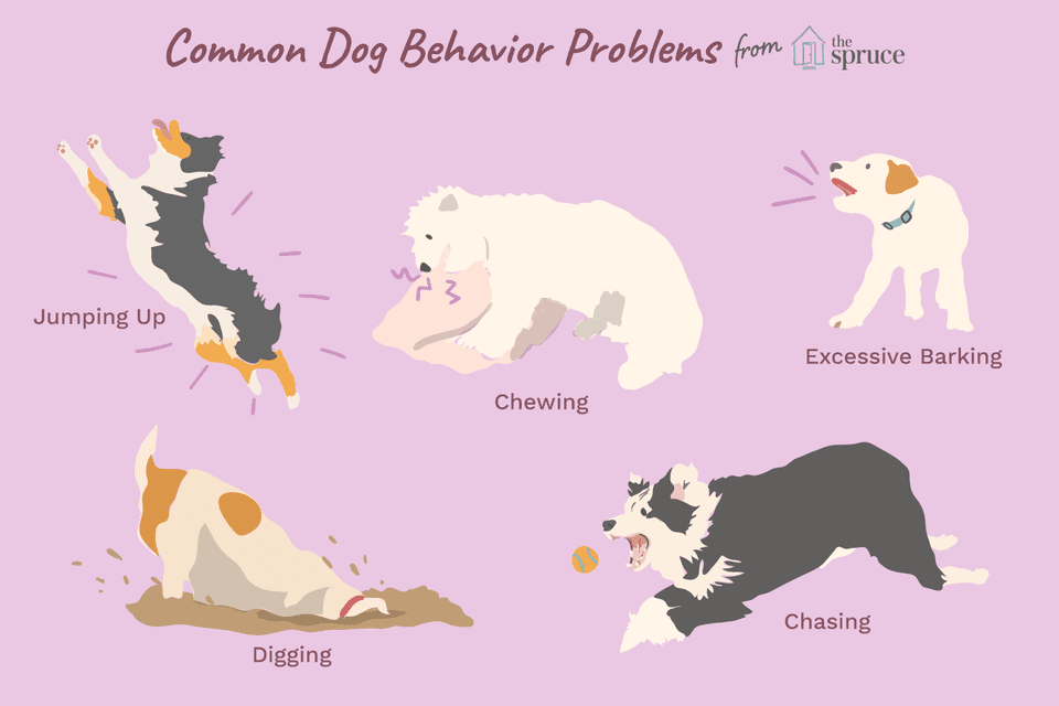 illustration of common behavior problems in dogs