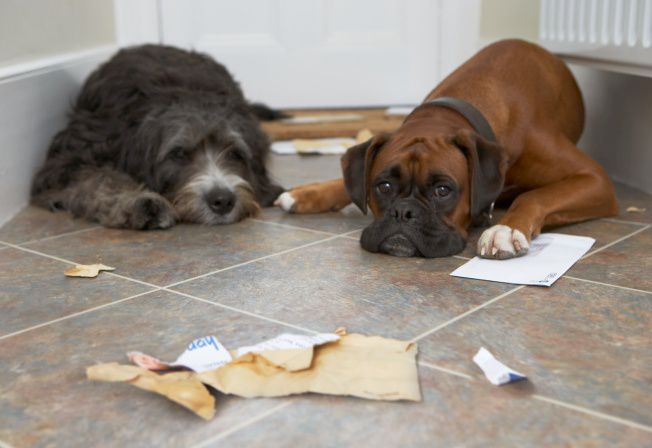 dogs after they ripped up the mail - dogs misbehaving