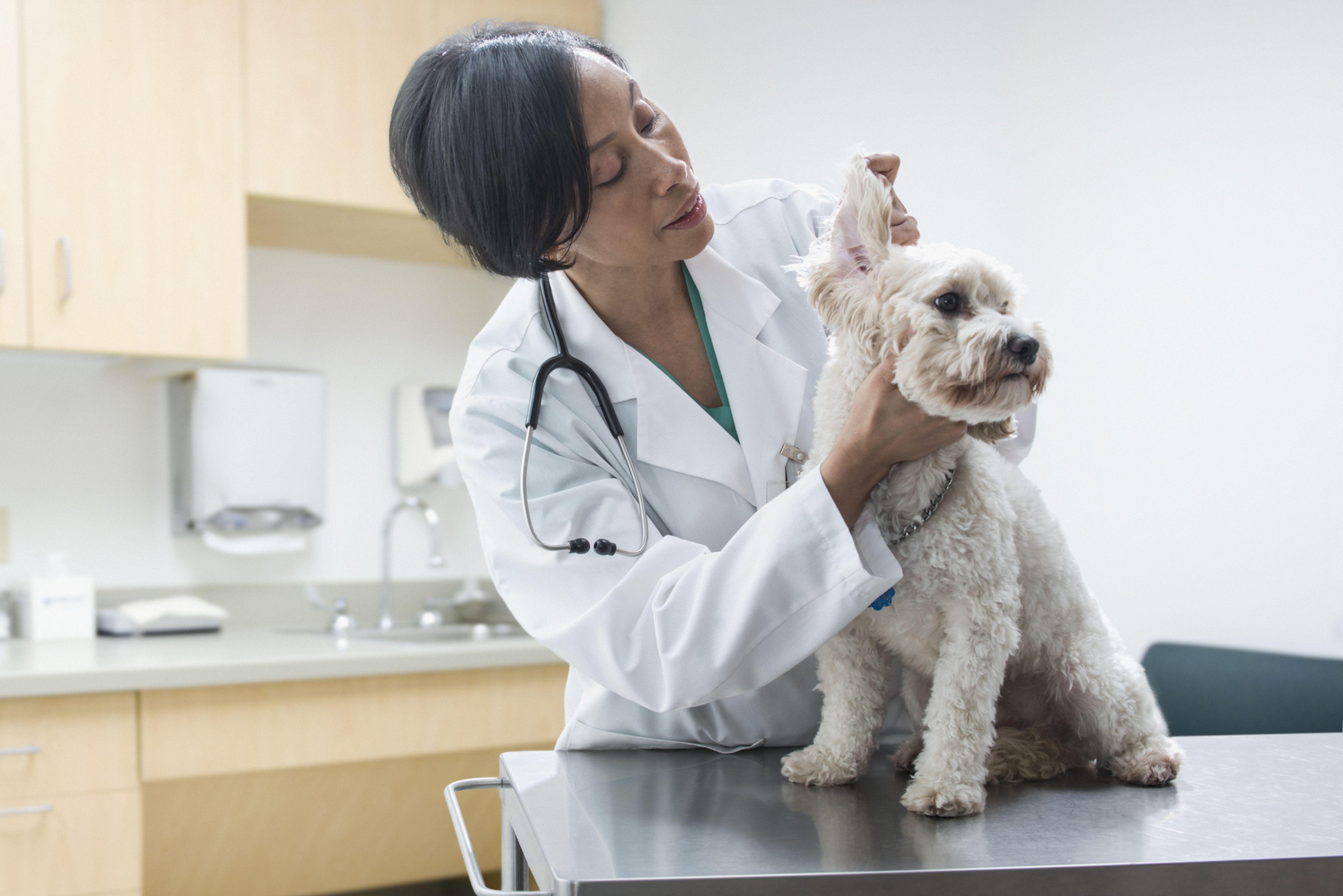 Veterinarian examining dog ear