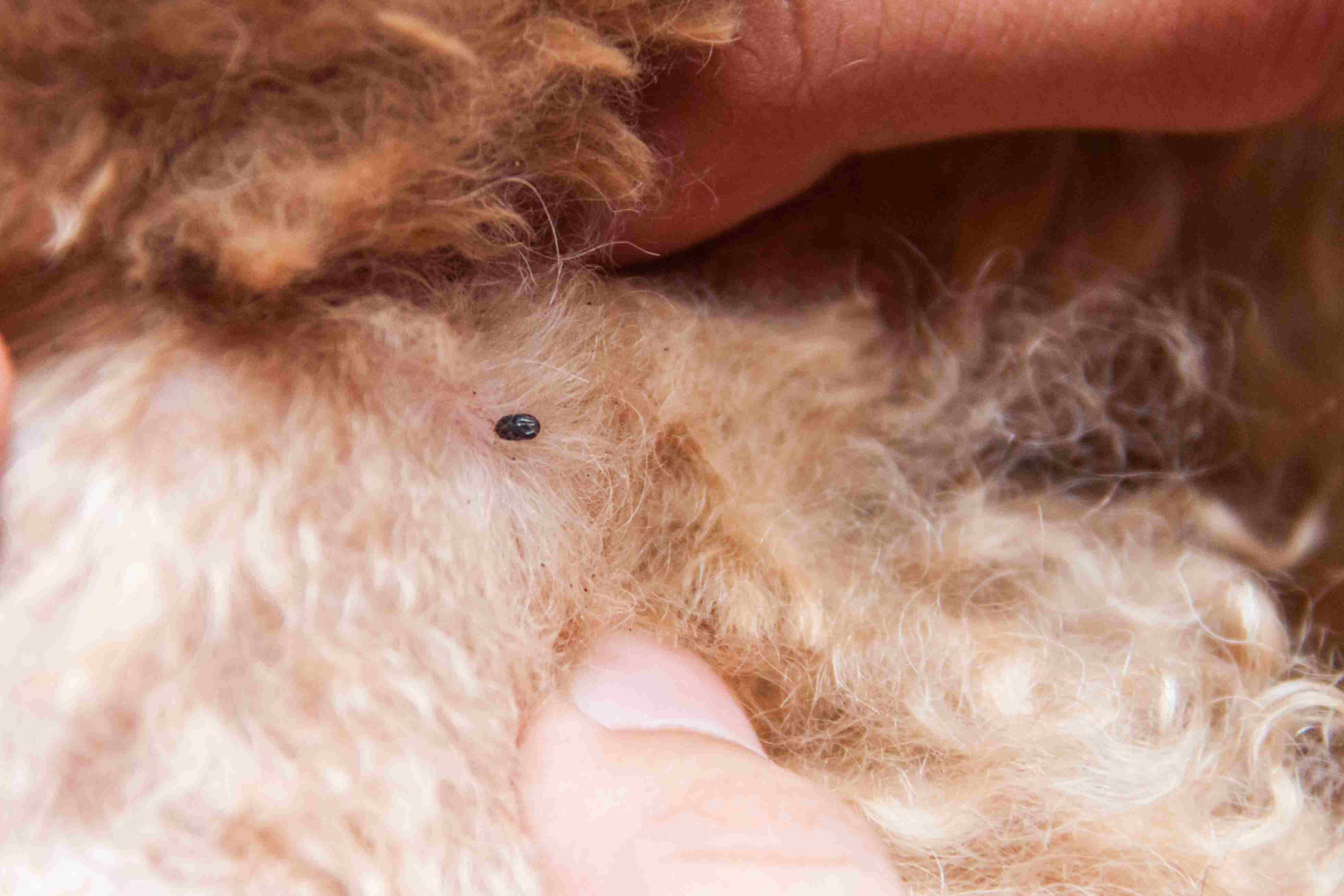 Closeup of tick infected on dog fur skin