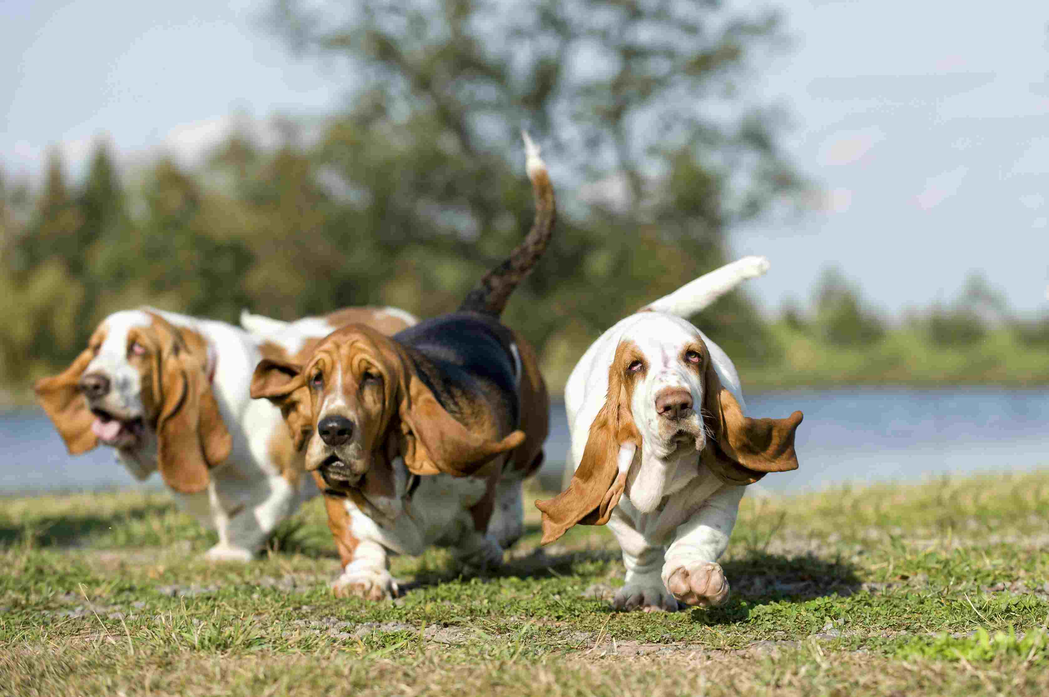 Obese basset hounds