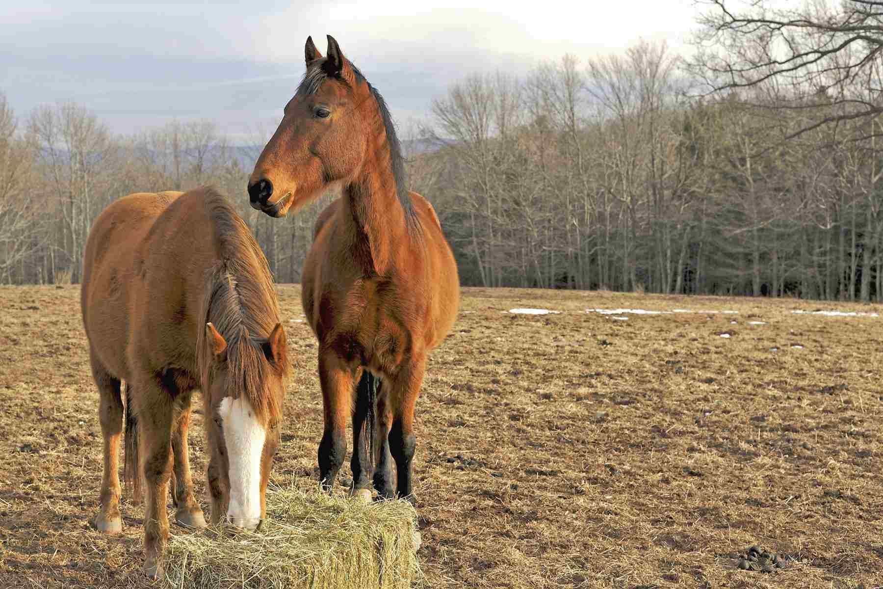 Horses eating hay in country field in the winter