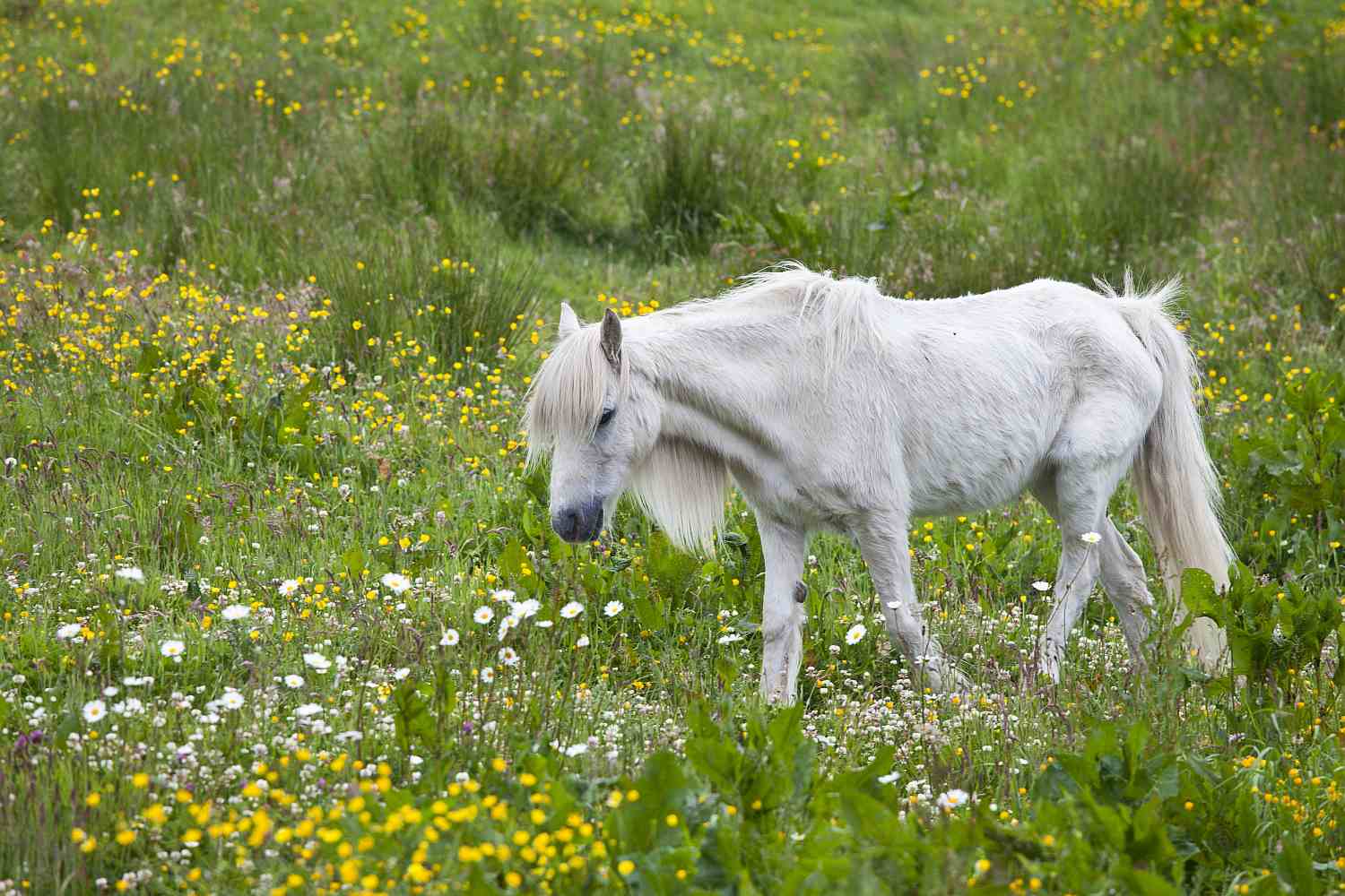 Skinny White Pony